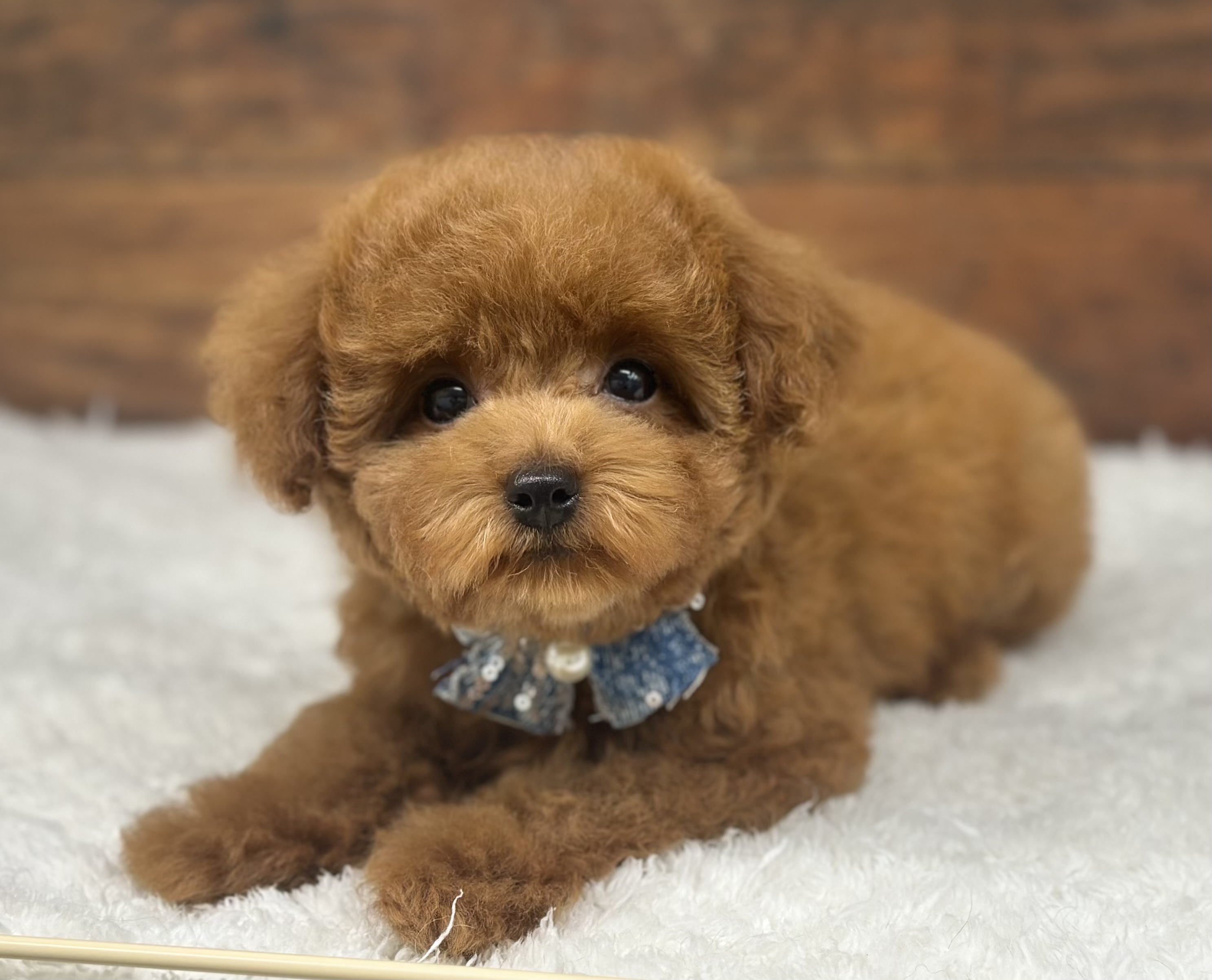 愛知県のトイプードル(トイ) (ペッツワン名古屋大高インター店/2026年1月17日生まれ/女の子/レッド)の子犬の2枚目の画像