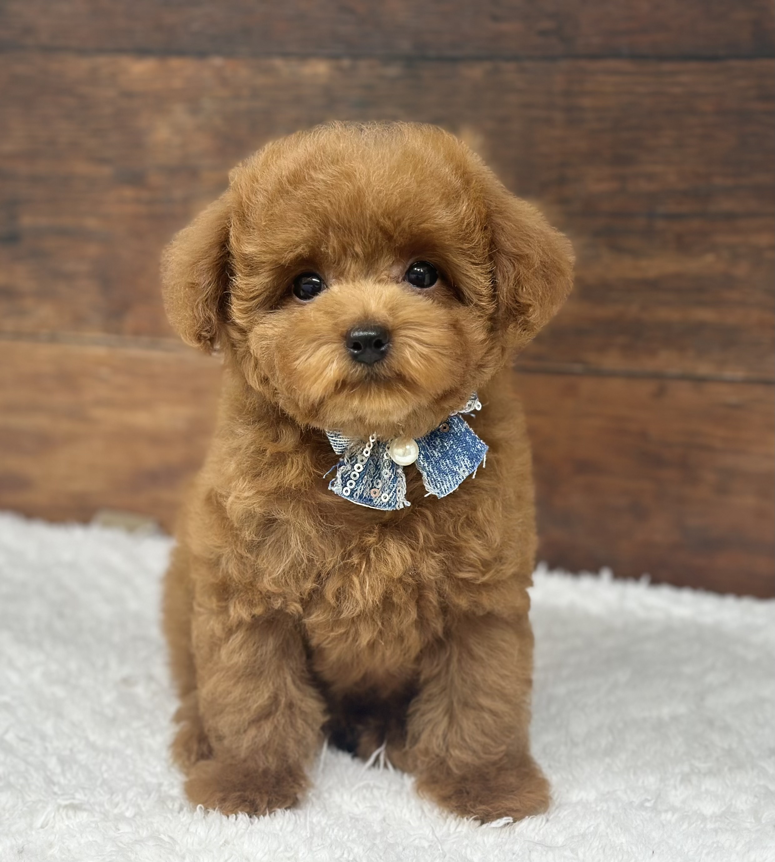 愛知県のトイプードル(トイ) (ペッツワン名古屋大高インター店/2026年1月17日生まれ/女の子/レッド)の子犬の1枚目の画像