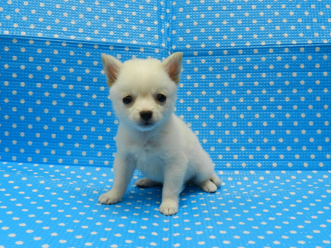 静岡県のハーフ犬・ミックス犬 (ペッツワン御殿場店/2026年2月7日生まれ/男の子/クリーム)の子犬