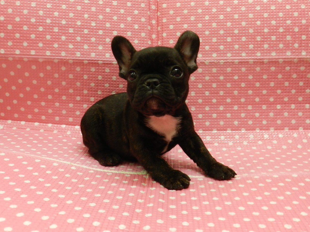 静岡県のフレンチブルドッグ (ペッツワン御殿場店/2026年2月7日生まれ/女の子/ブリンドルホワイト)の子犬