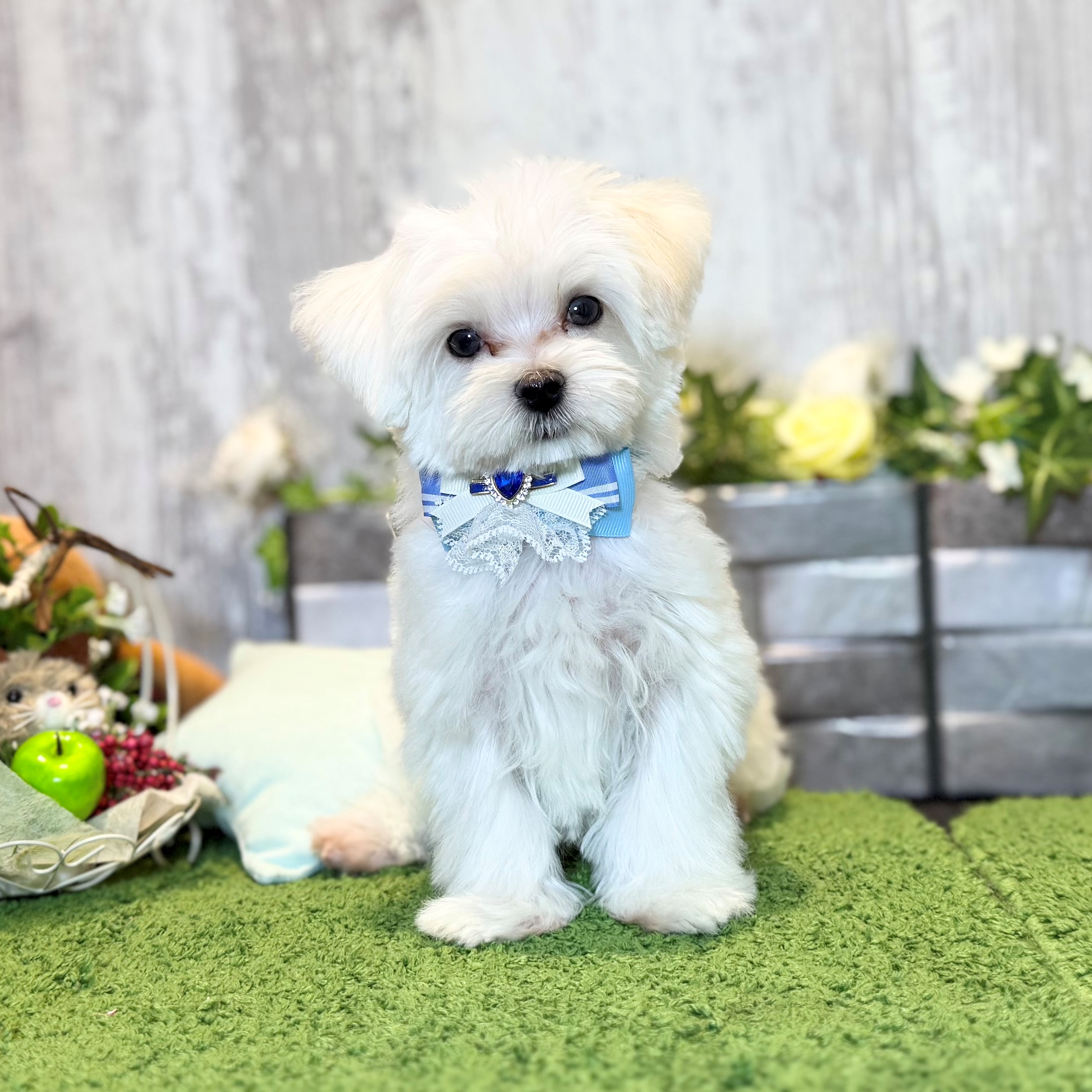 兵庫県のマルチーズ (ペッツワン姫路大津店/2025年12月6日生まれ/男の子/ホワイト)の子犬の1枚目の画像