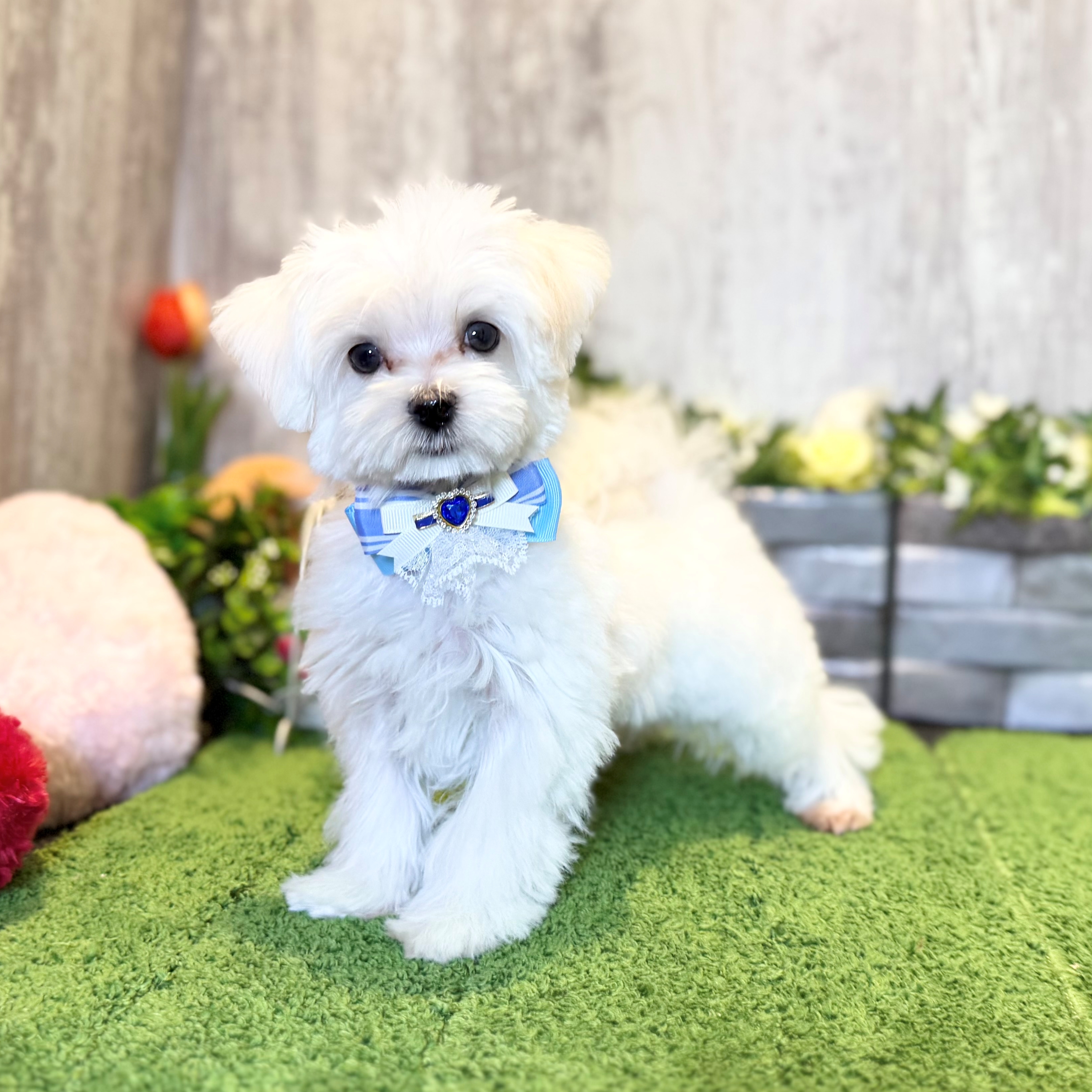 兵庫県のマルチーズ (ペッツワン姫路大津店/2025年12月6日生まれ/男の子/ホワイト)の子犬の2枚目の画像