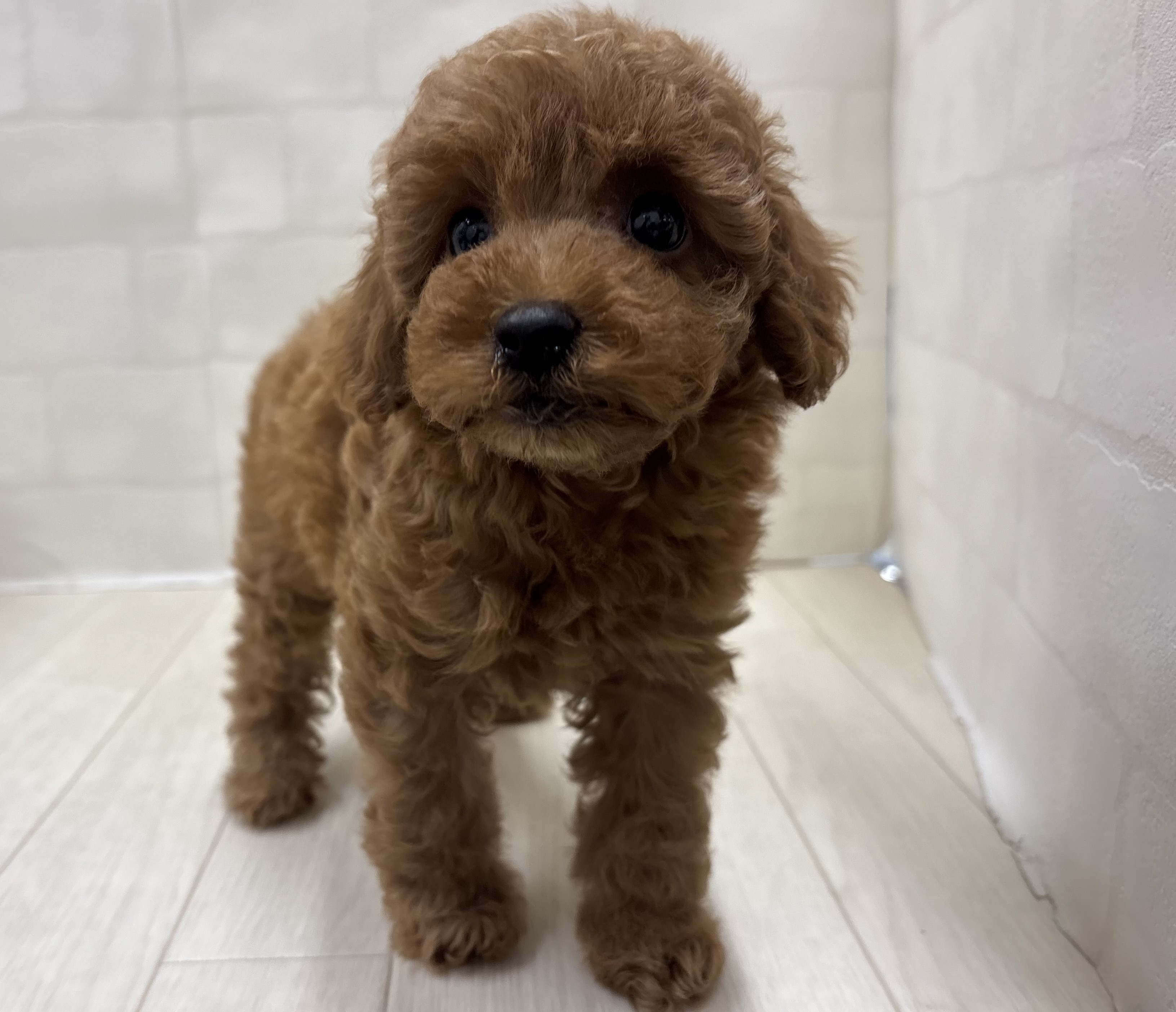 埼玉県のトイプードル(トイ) (ペッツワン大利根店/2026年2月9日生まれ/女の子/レッドフォーン)の子犬の2枚目の画像