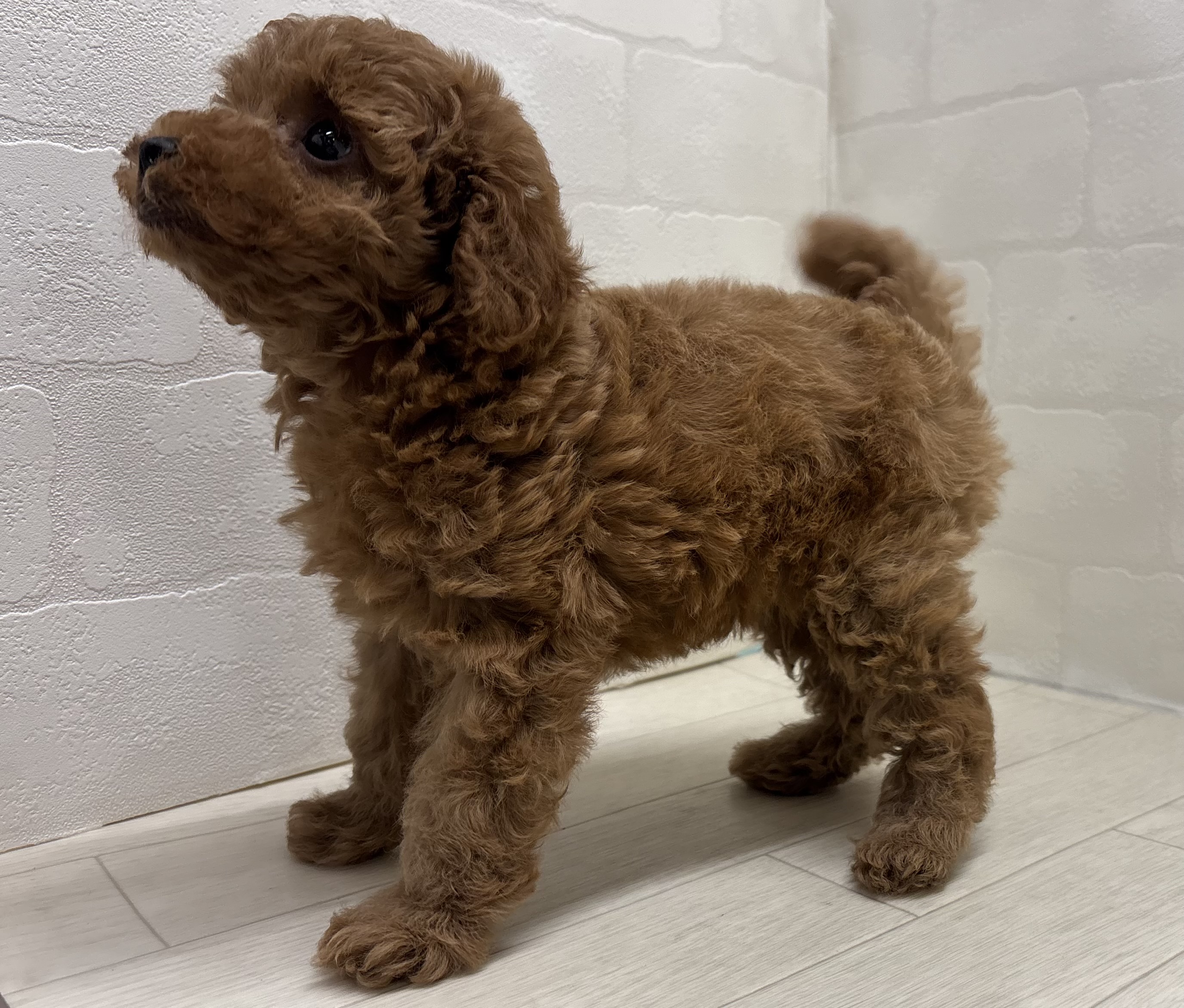 埼玉県のトイプードル(トイ) (ペッツワン大利根店/2026年2月9日生まれ/女の子/レッドフォーン)の子犬の3枚目の画像