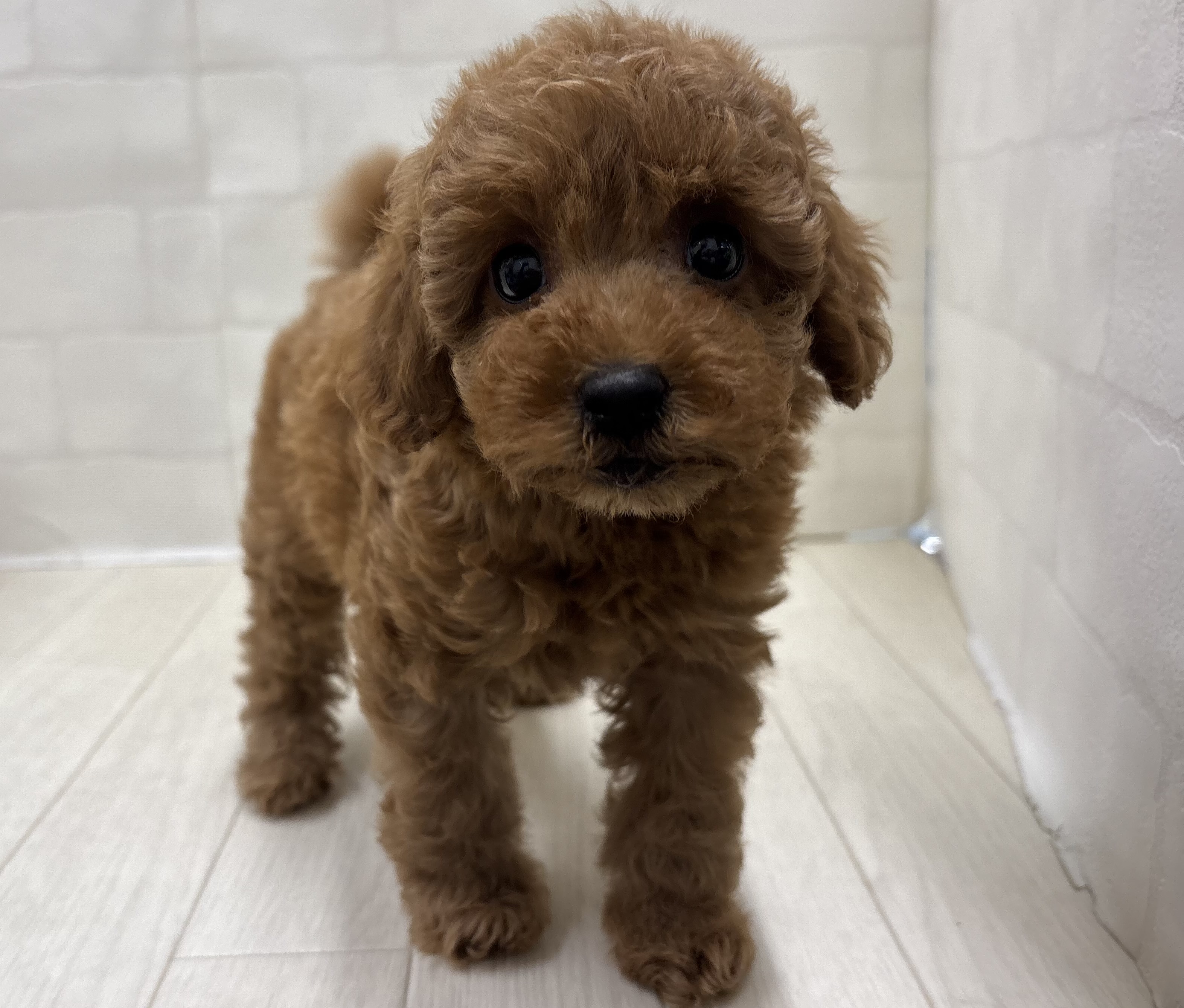 埼玉県のトイプードル(トイ) (ペッツワン大利根店/2026年2月9日生まれ/女の子/レッドフォーン)の子犬の1枚目の画像