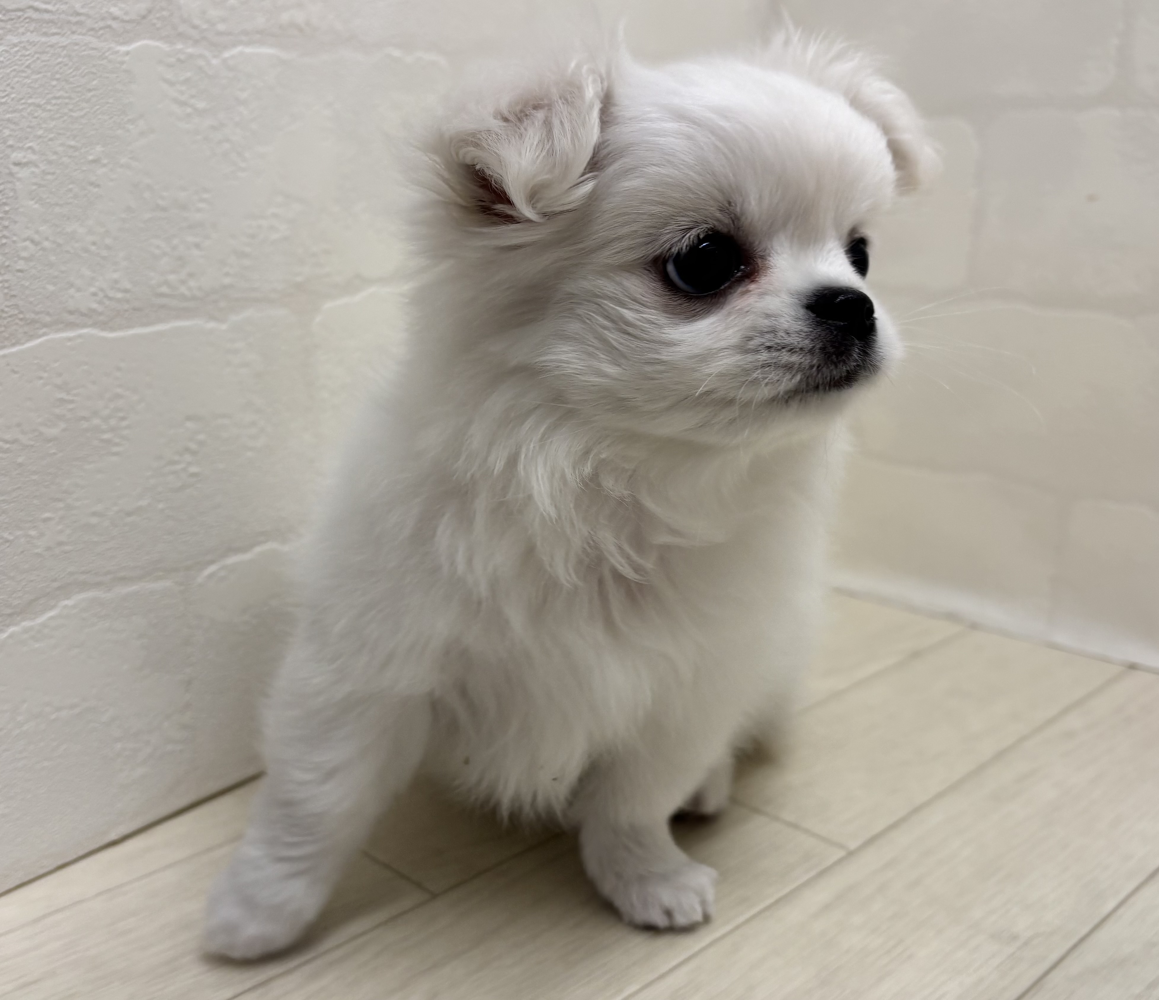 埼玉県のハーフ犬・ミックス犬 (ペッツワン大利根店/2026年1月27日生まれ/女の子/ホワイト)の子犬の2枚目の画像