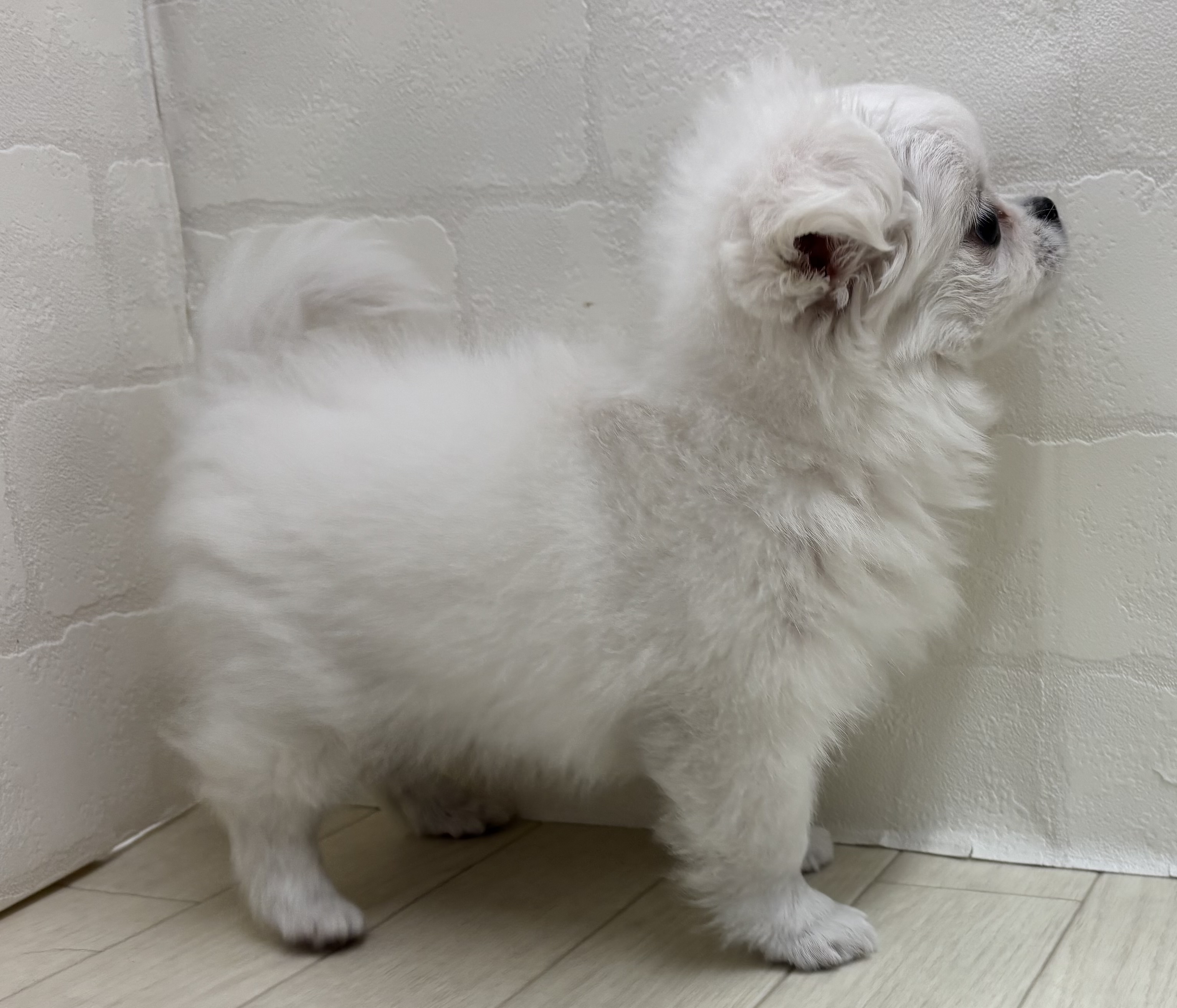 埼玉県のハーフ犬・ミックス犬 (ペッツワン大利根店/2026年1月27日生まれ/女の子/ホワイト)の子犬の3枚目の画像