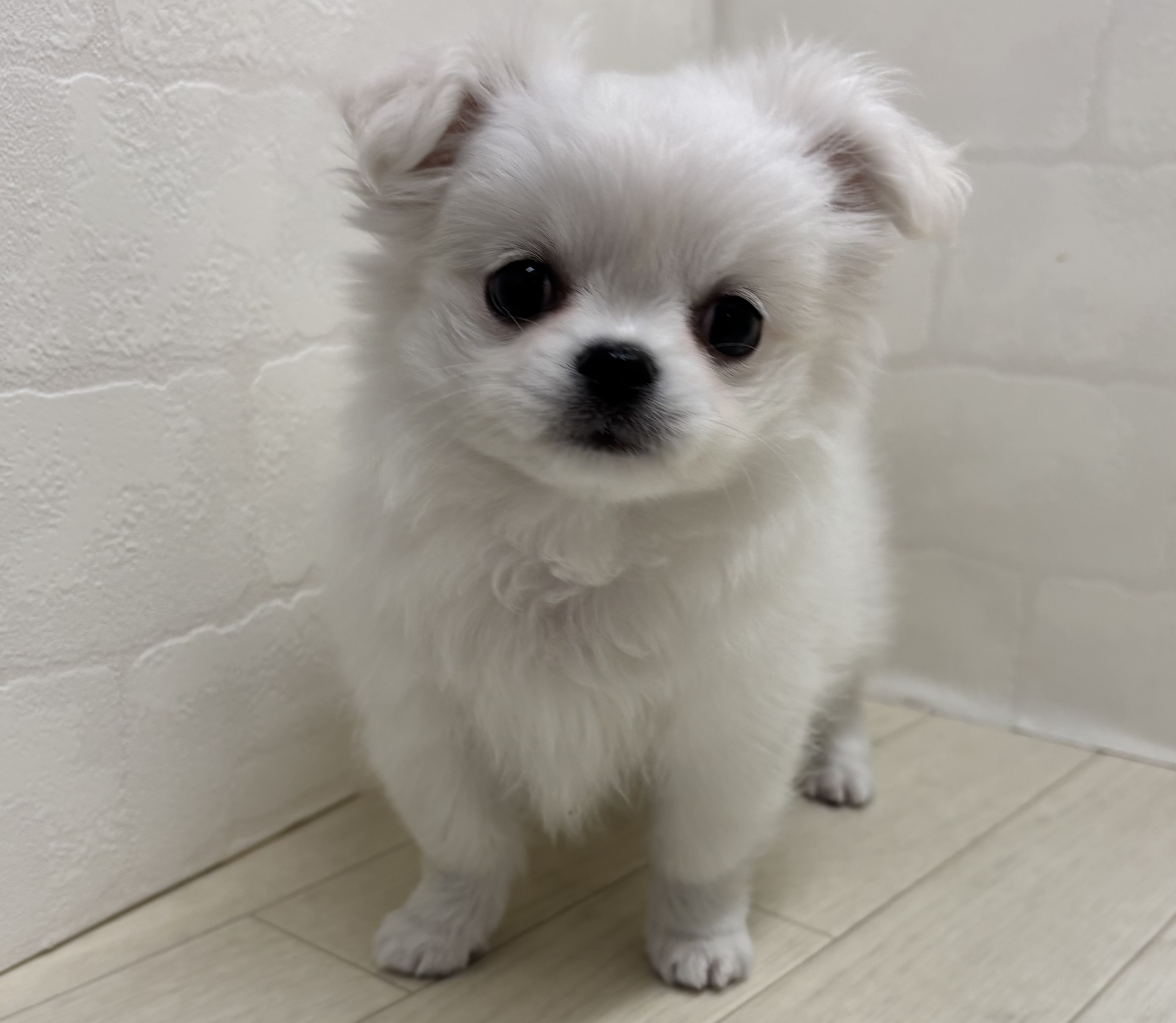 埼玉県のハーフ犬・ミックス犬 (ペッツワン大利根店/2026年1月27日生まれ/女の子/ホワイト)の子犬の1枚目の画像