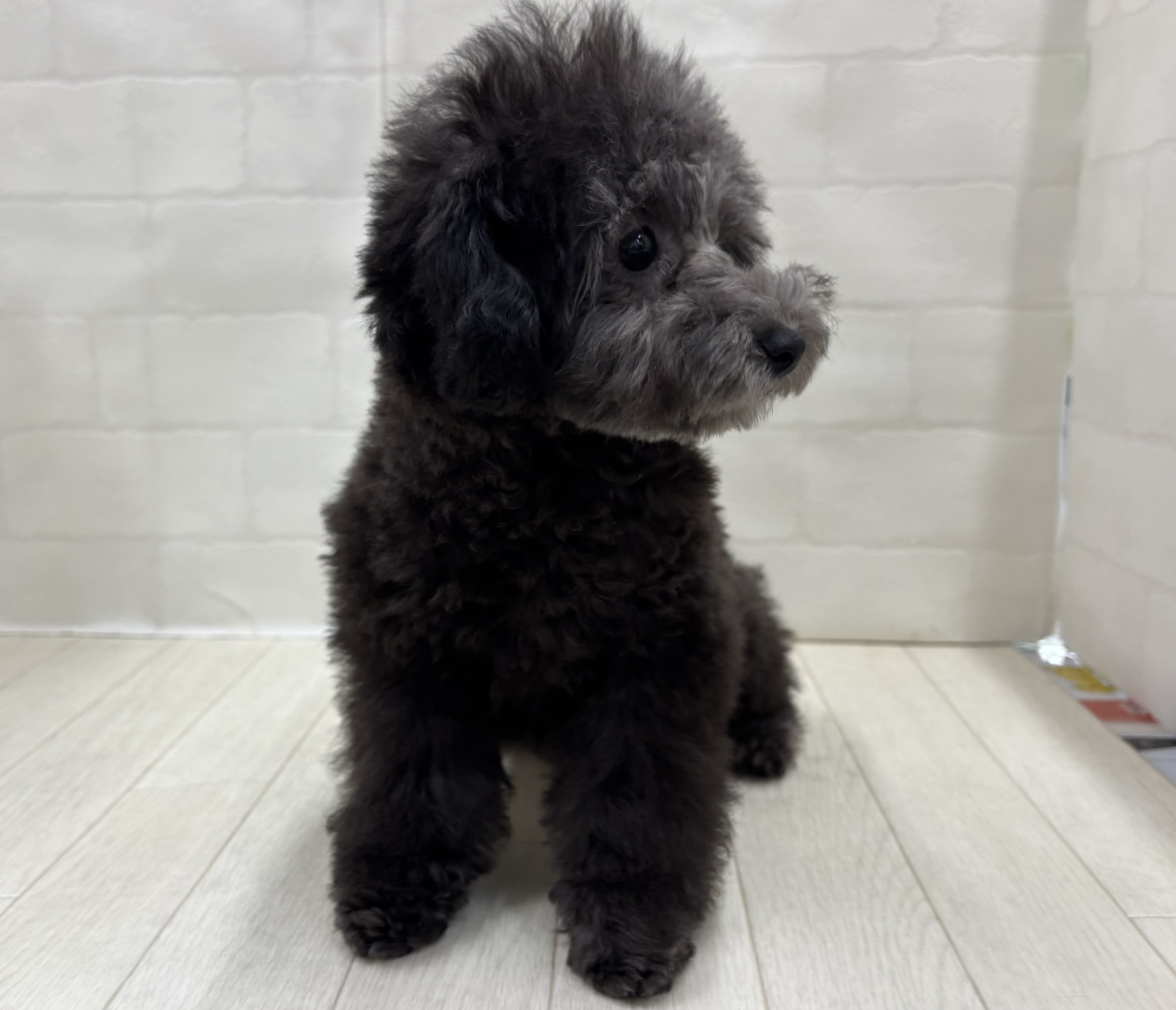 埼玉県のトイプードル(トイ) (ペッツワン大利根店/2025年12月2日生まれ/女の子/シルバー)の子犬の2枚目の画像