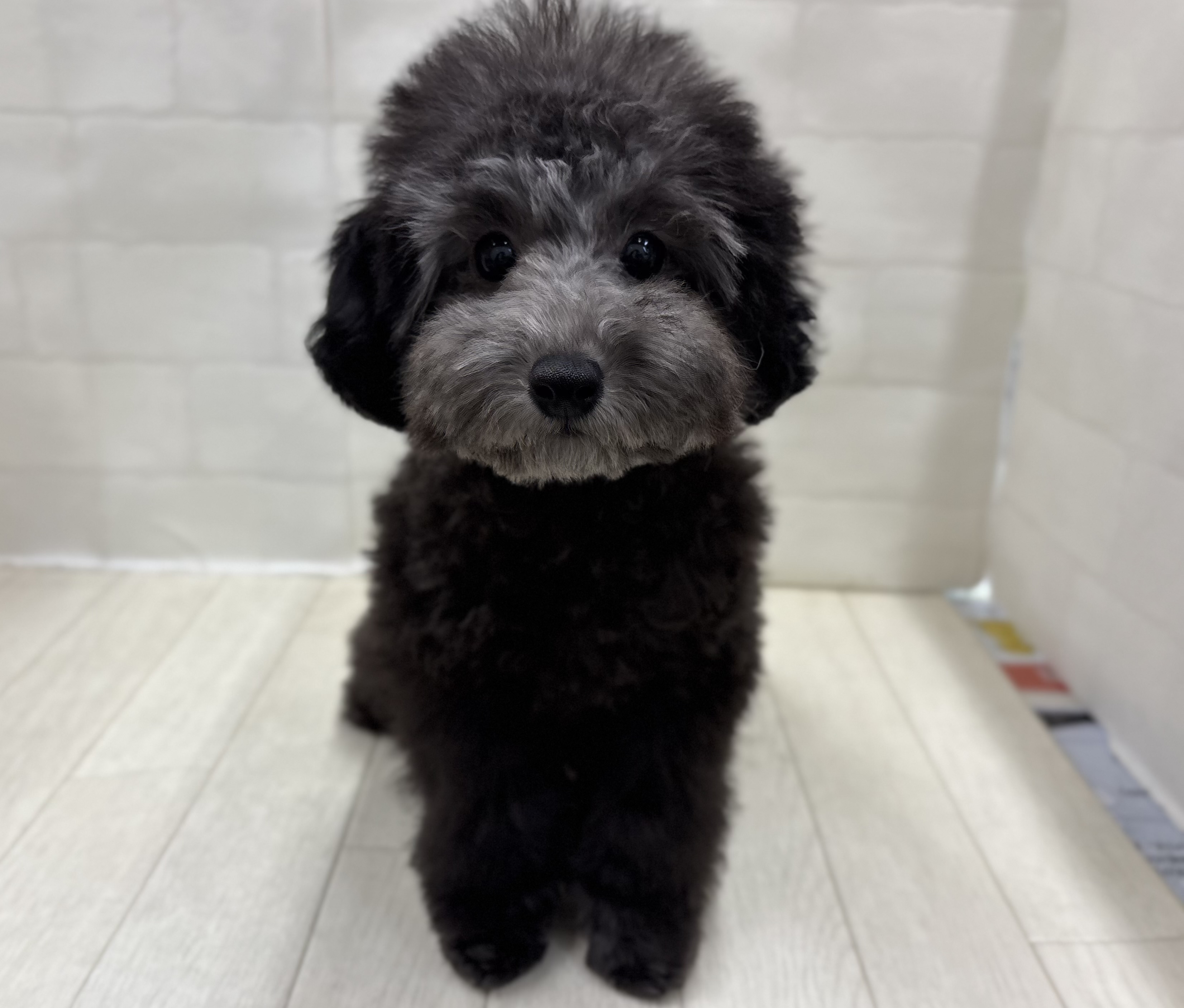 埼玉県のトイプードル(トイ) (ペッツワン大利根店/2025年12月2日生まれ/女の子/シルバー)の子犬の1枚目の画像