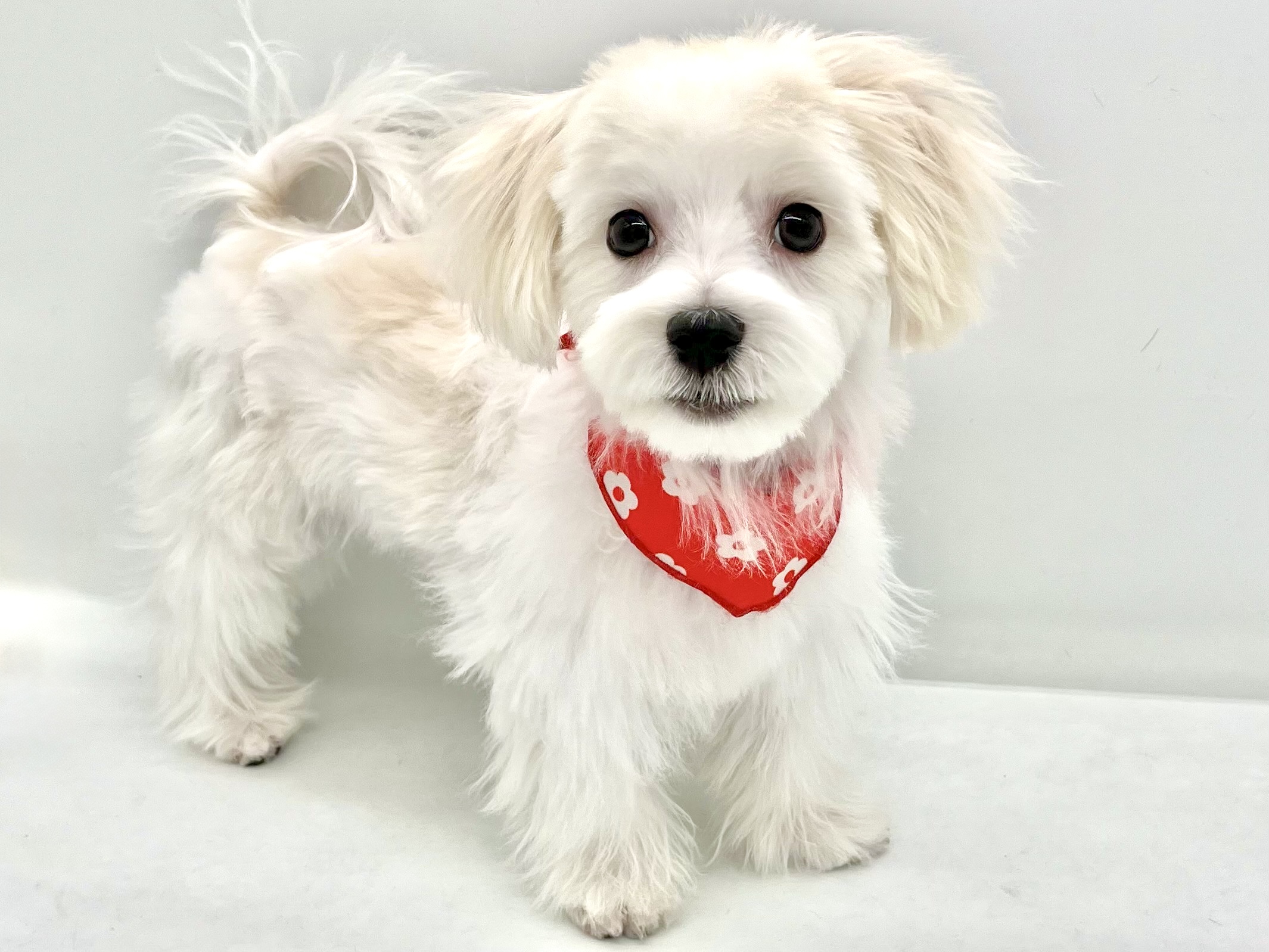 埼玉県のマルチーズ (ペッツワンなめがわモール店/2025年12月7日生まれ/男の子/ホワイト)の子犬