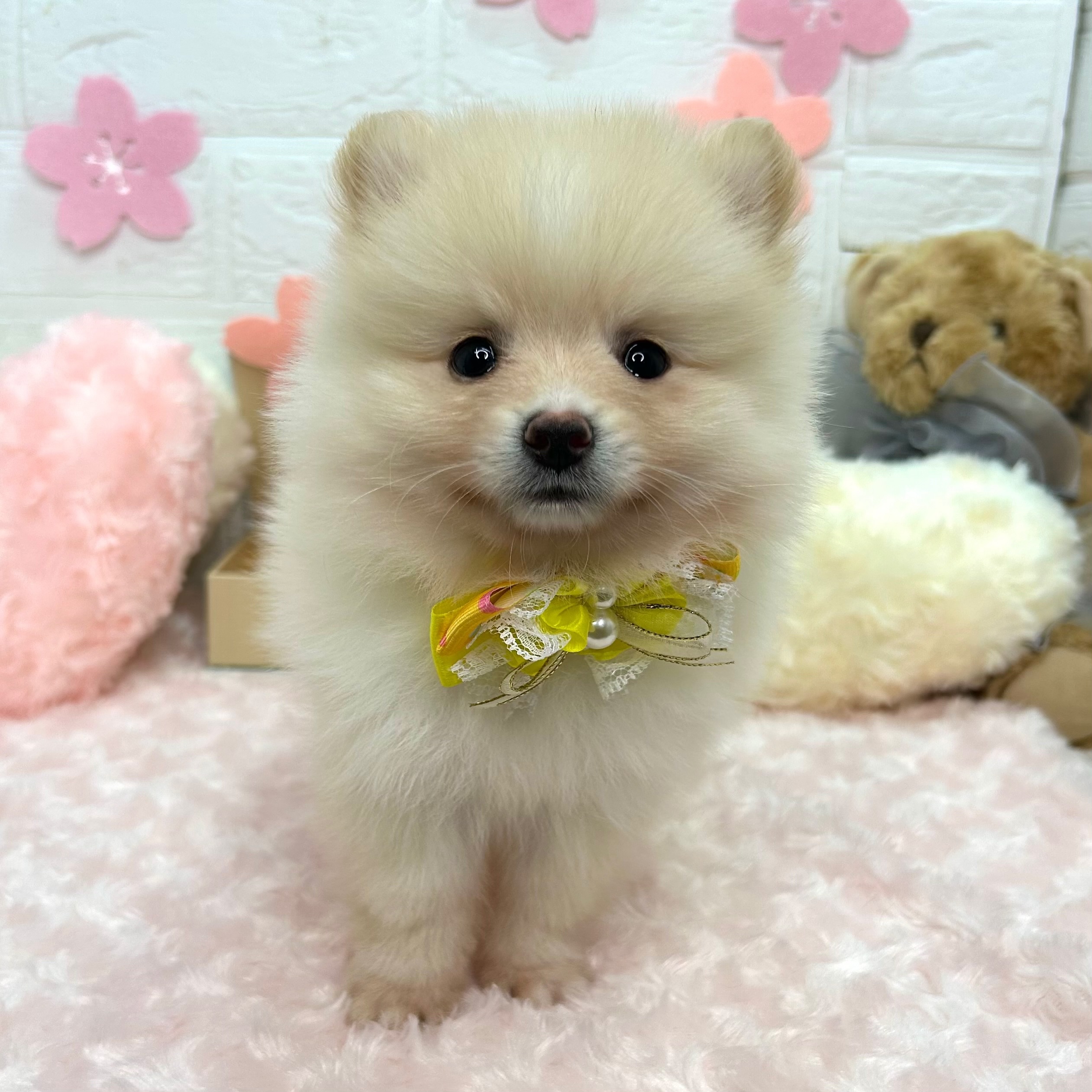 大阪府のポメラニアン (ペッツワン東大阪店/2026年2月12日生まれ/女の子/クリーム)の子犬