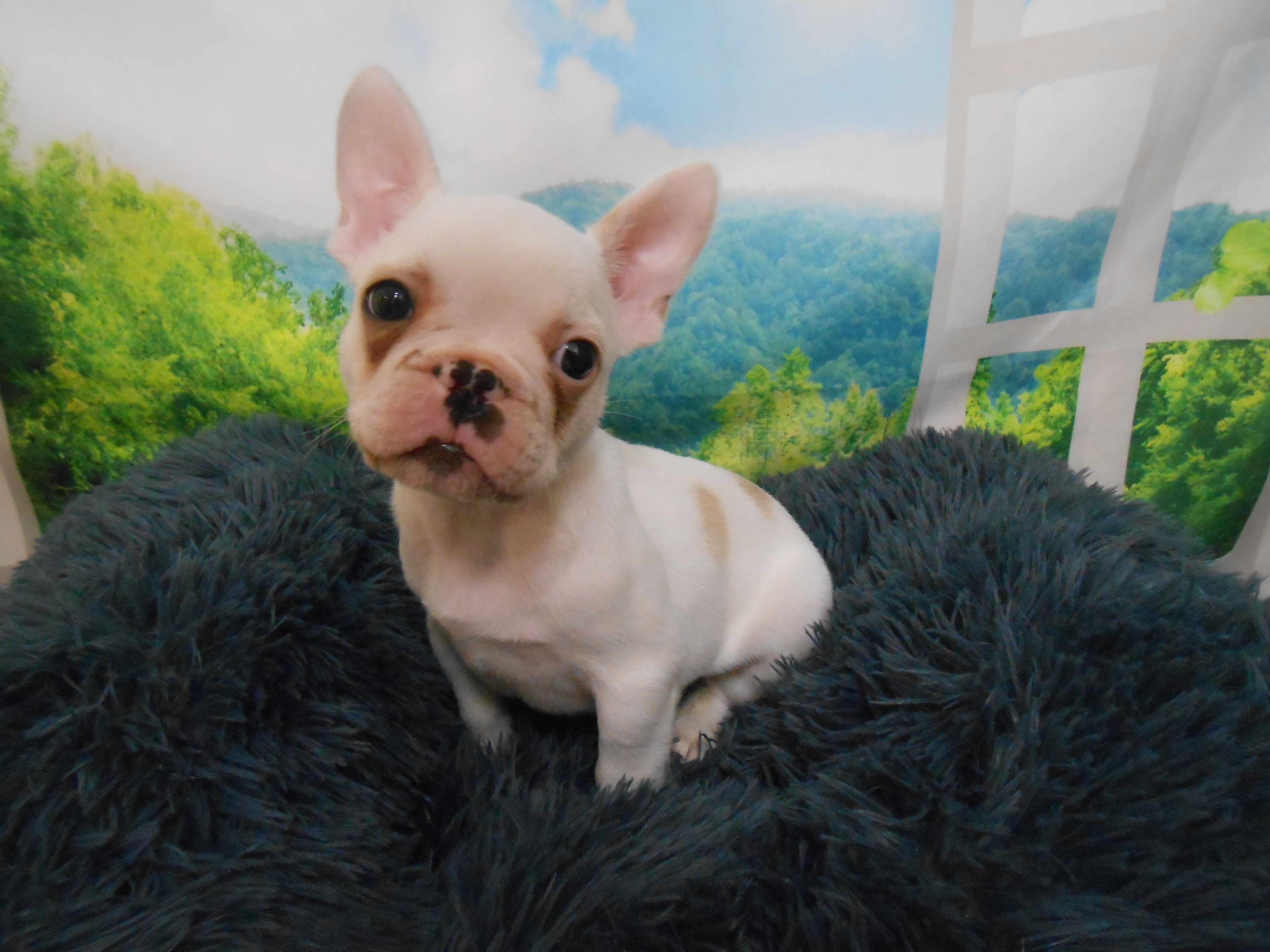 愛知県のフレンチブルドッグ (ペッツワン半田店/2026年1月29日生まれ/男の子/パイド)の子犬