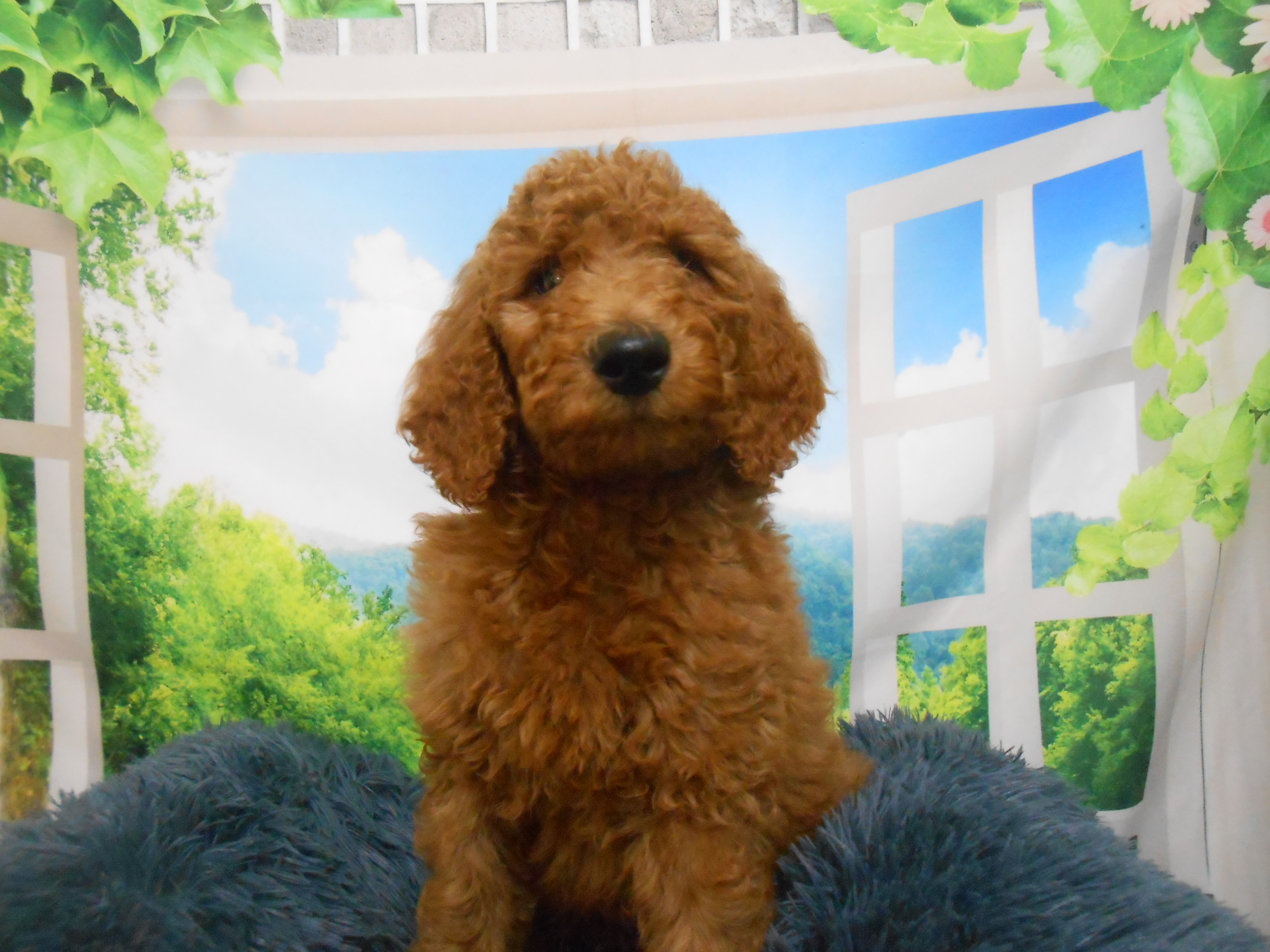 愛知県のスタンダードプードル (ペッツワン半田店/2026年2月1日生まれ/男の子/レッド)の子犬