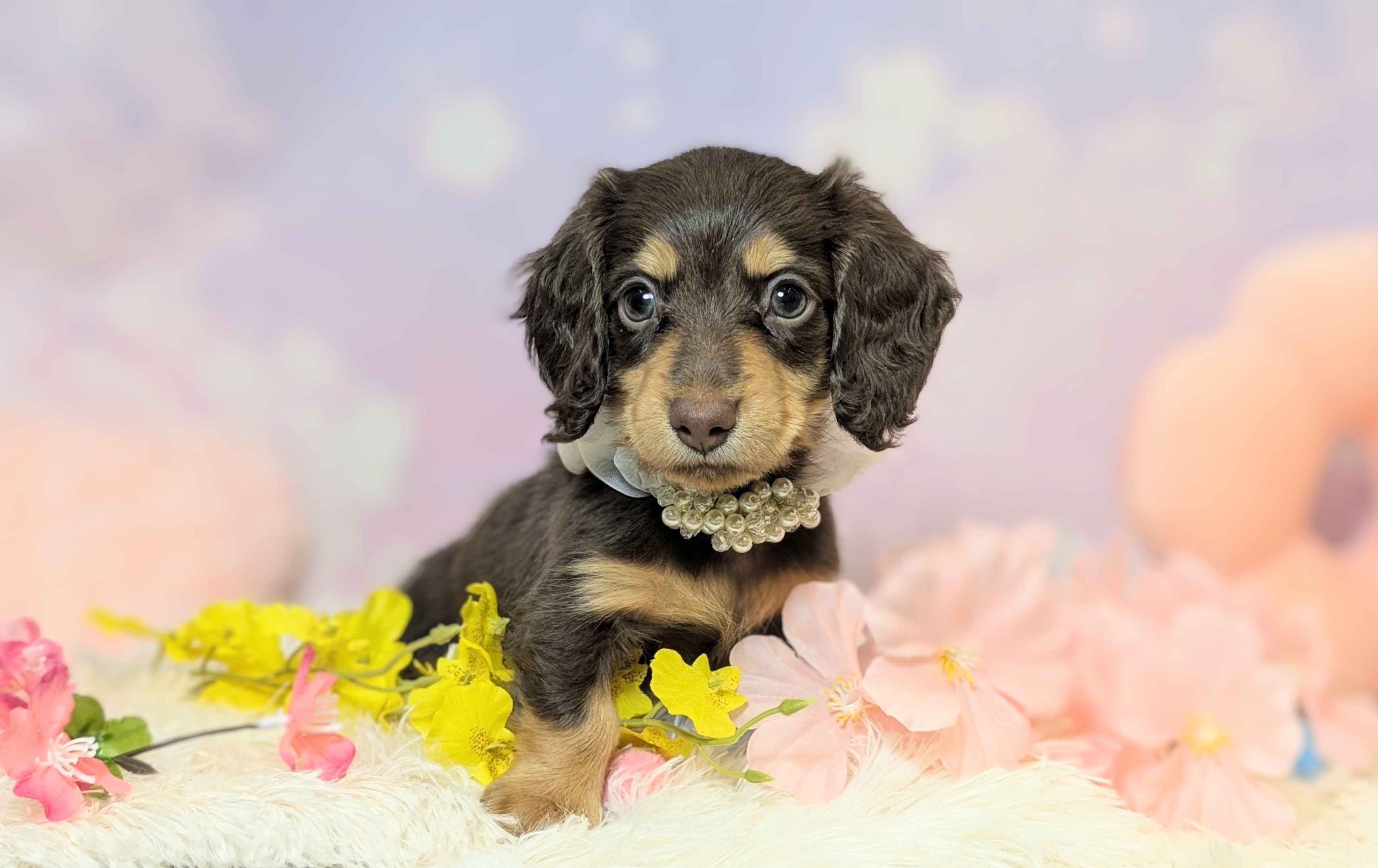 兵庫県のミニチュアダックスフンド(ロング) (ペッツワン神戸西神南店/2026年2月10日生まれ/男の子/ブラウンタン)の子犬の2枚目の画像