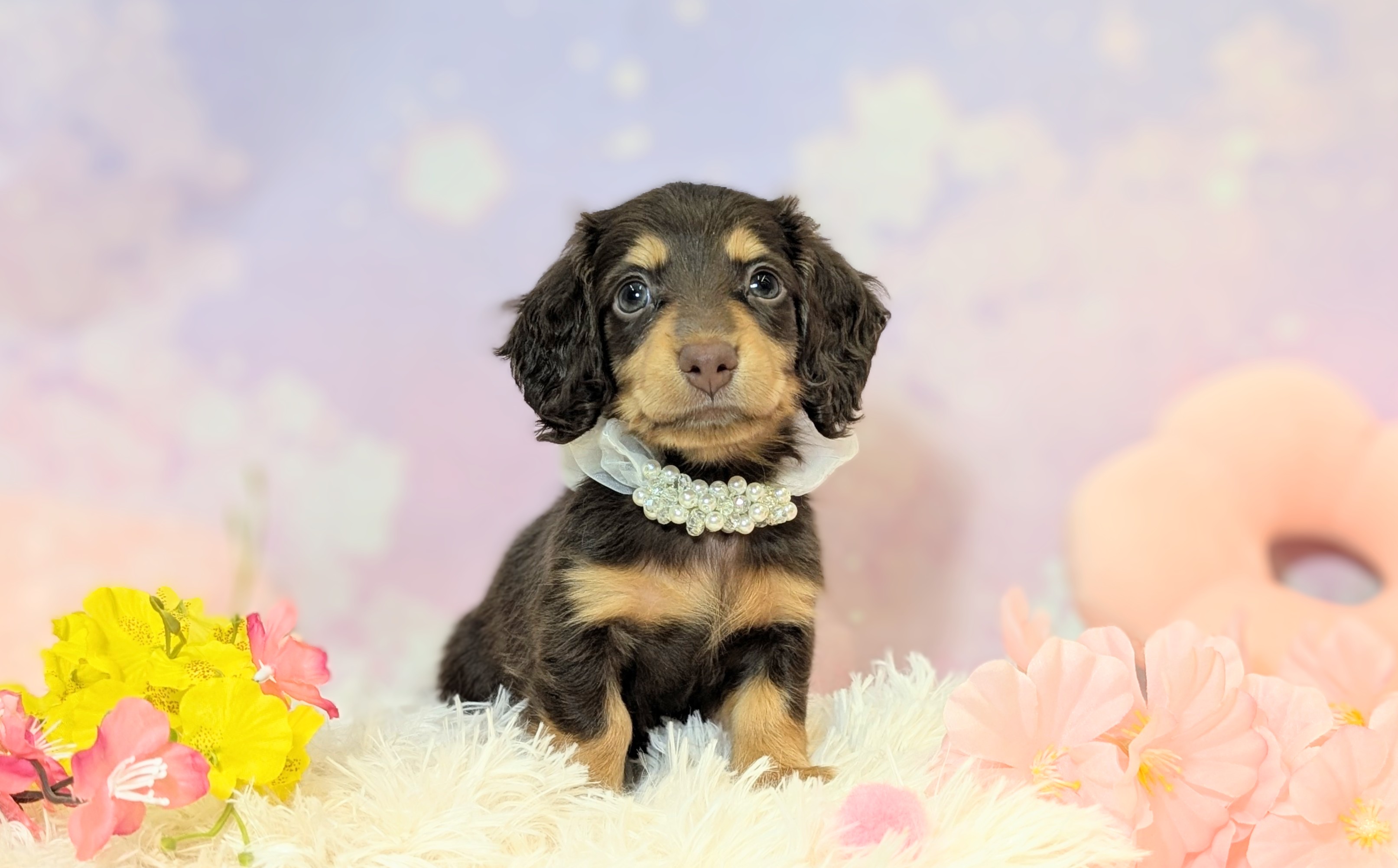 兵庫県のミニチュアダックスフンド(ロング) (ペッツワン神戸西神南店/2026年2月10日生まれ/男の子/ブラウンタン)の子犬の3枚目の画像