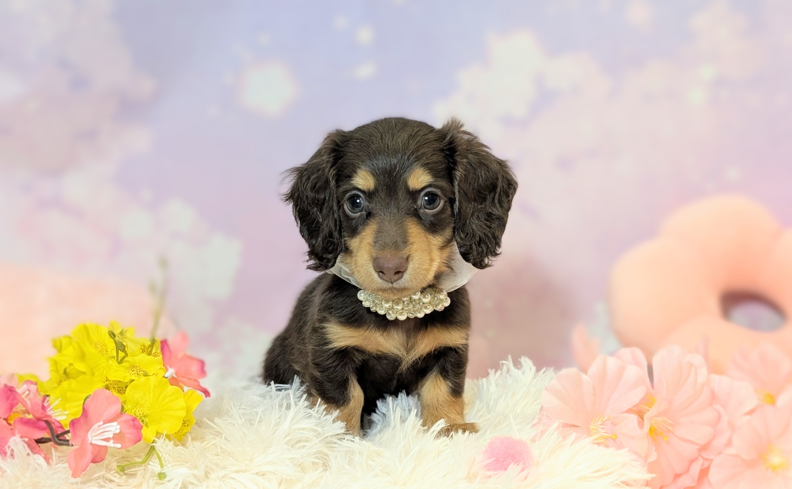 兵庫県のミニチュアダックスフンド(ロング) (ペッツワン神戸西神南店/2026年2月10日生まれ/男の子/ブラウンタン)の子犬の1枚目の画像