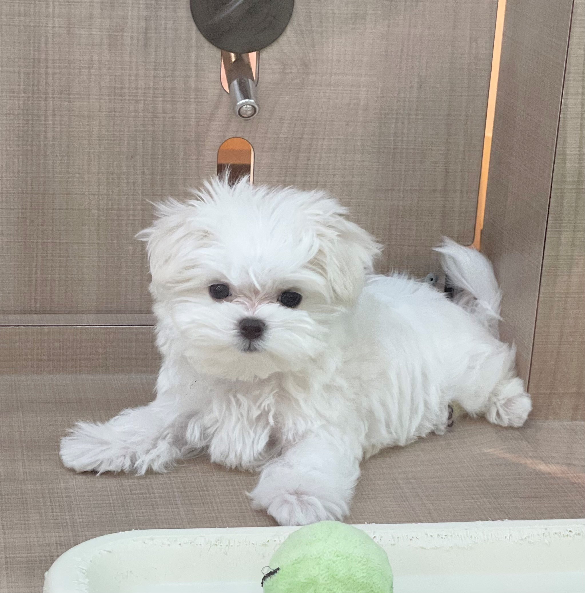 岐阜県のマルチーズ (ペッツワン可児店/2026年1月10日生まれ/男の子/ホワイト)の子犬の3枚目の画像