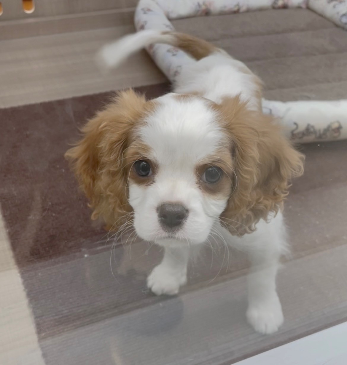 岐阜県のキャバリアキングチャールズスパニエル (ペッツワン可児店/2026年1月10日生まれ/男の子/ブレンハイム)の子犬の2枚目の画像