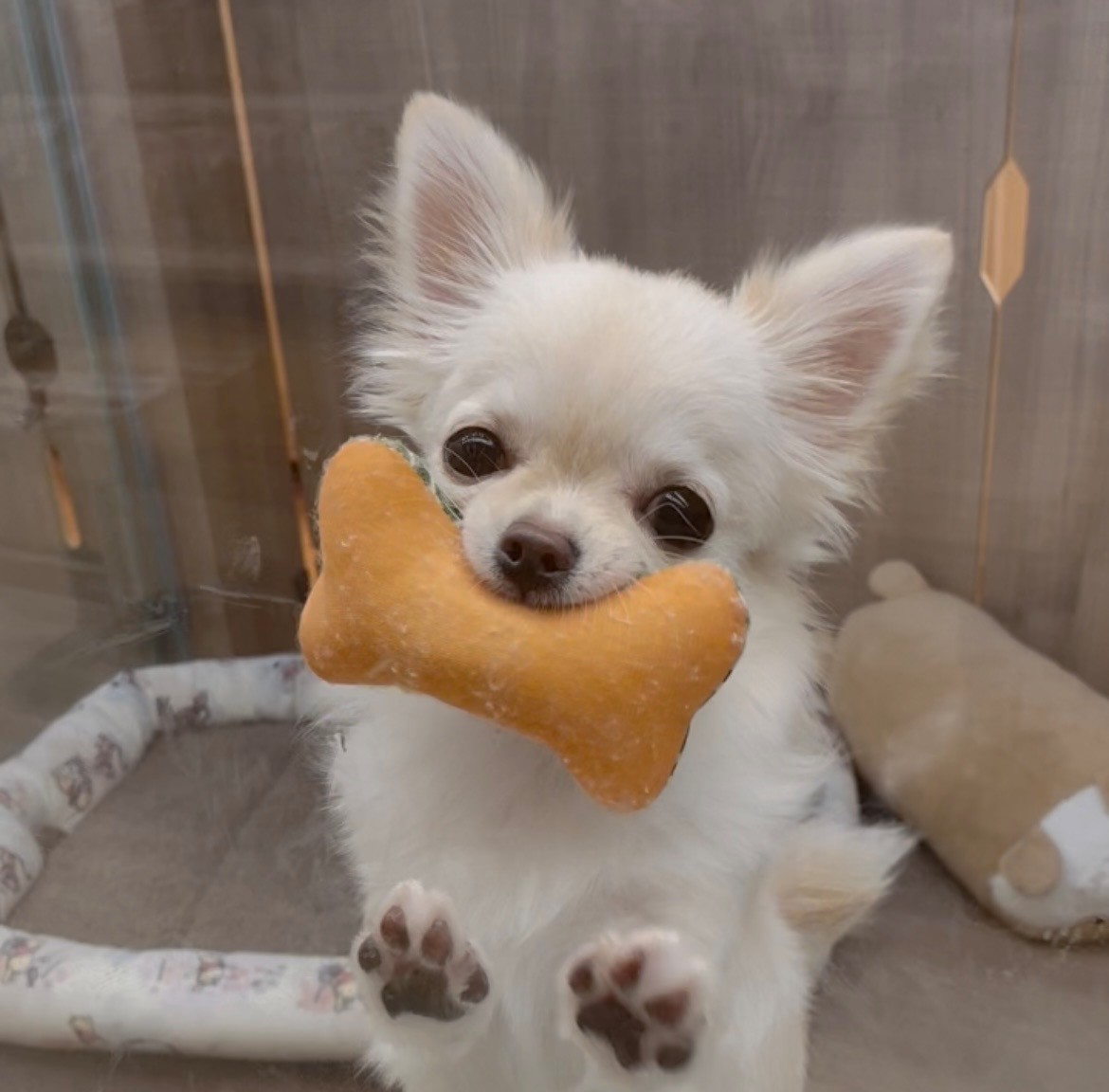 岐阜県のチワワ(ロング) (ペッツワン可児店/2025年9月17日生まれ/女の子/クリーム)の子犬の2枚目の画像