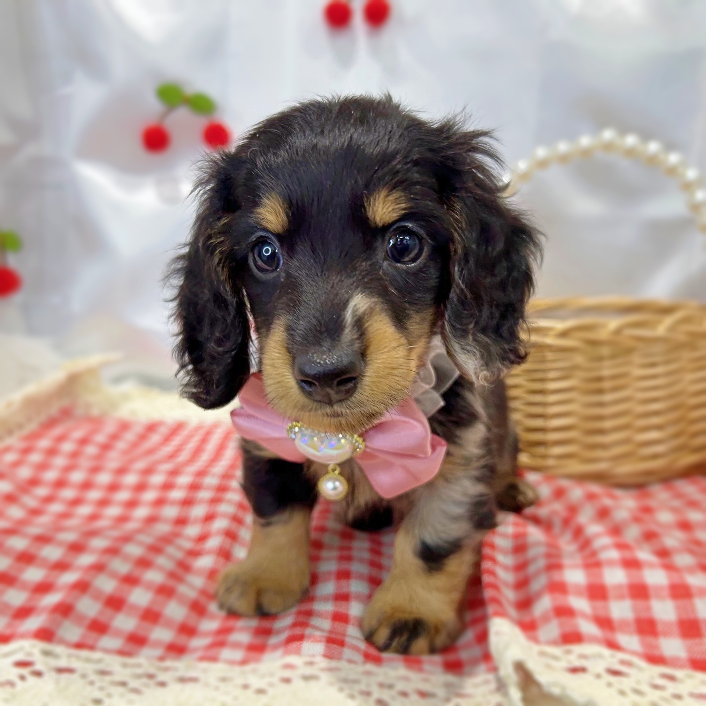 滋賀県のミニチュアダックスフンド(ロング) (ペッツワン堅田店/2026年2月2日生まれ/男の子/シルバーダップル)の子犬の2枚目の画像