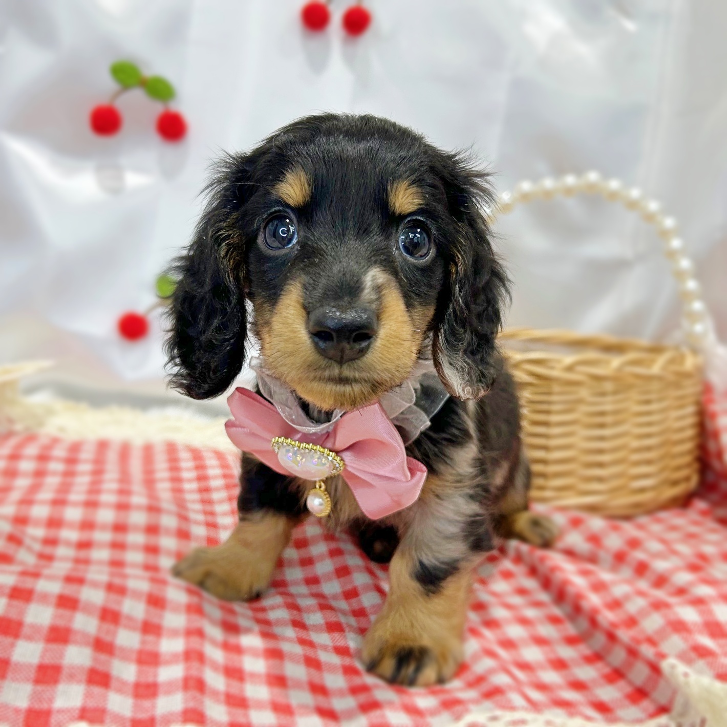 滋賀県のミニチュアダックスフンド(ロング) (ペッツワン堅田店/2026年2月2日生まれ/男の子/シルバーダップル)の子犬の3枚目の画像