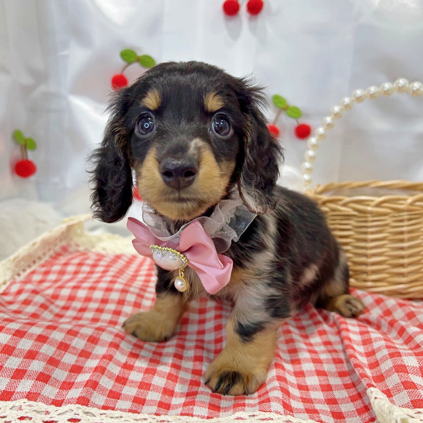 滋賀県のミニチュアダックスフンド(ロング) (ペッツワン堅田店/2026年2月2日生まれ/男の子/シルバーダップル)の子犬の1枚目の画像