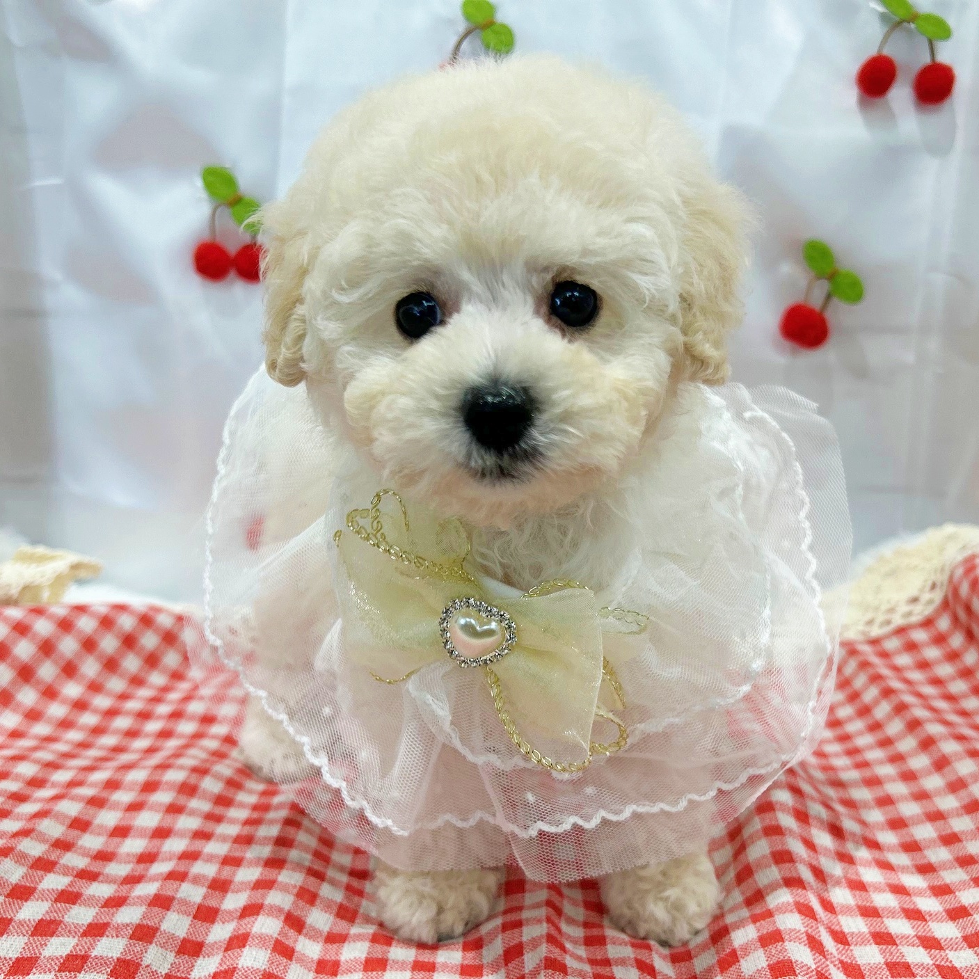 滋賀県のトイプードル(トイ) (ペッツワン堅田店/2026年2月5日生まれ/男の子/ホワイト)の子犬の1枚目の画像