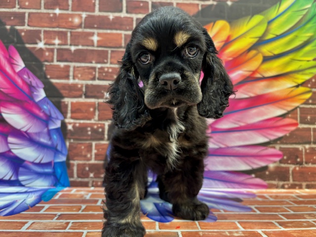 キティちゃん 犬とお散歩シリーズ アメリカンコッカースパニエル アメリカン・コッカー・スパニエル - 小山店 | ペッツワン