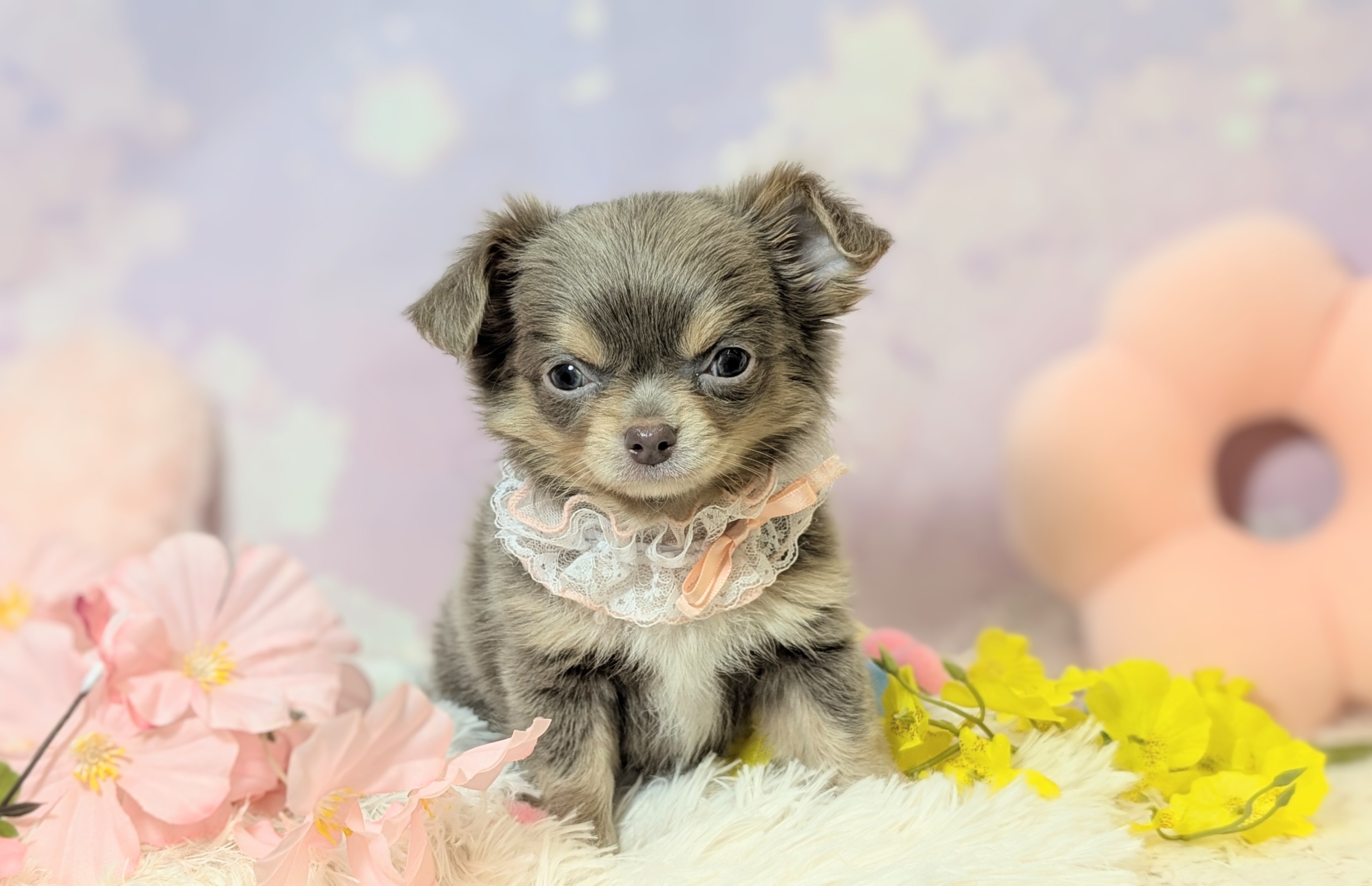 兵庫県のチワワ(ロング) (ペッツワン神戸西神南店/2026年2月10日生まれ/女の子/イザベラタン)の子犬の1枚目の画像