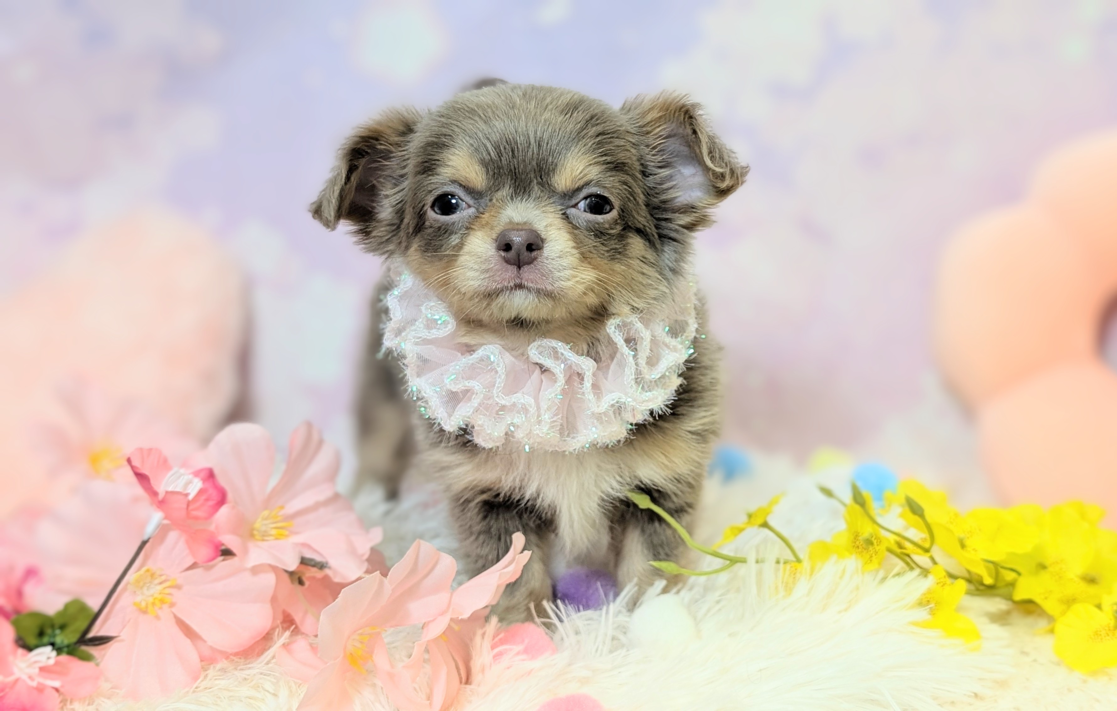 兵庫県のチワワ(ロング) (ペッツワン神戸西神南店/2026年2月10日生まれ/女の子/イザベラタン)の子犬の3枚目の画像