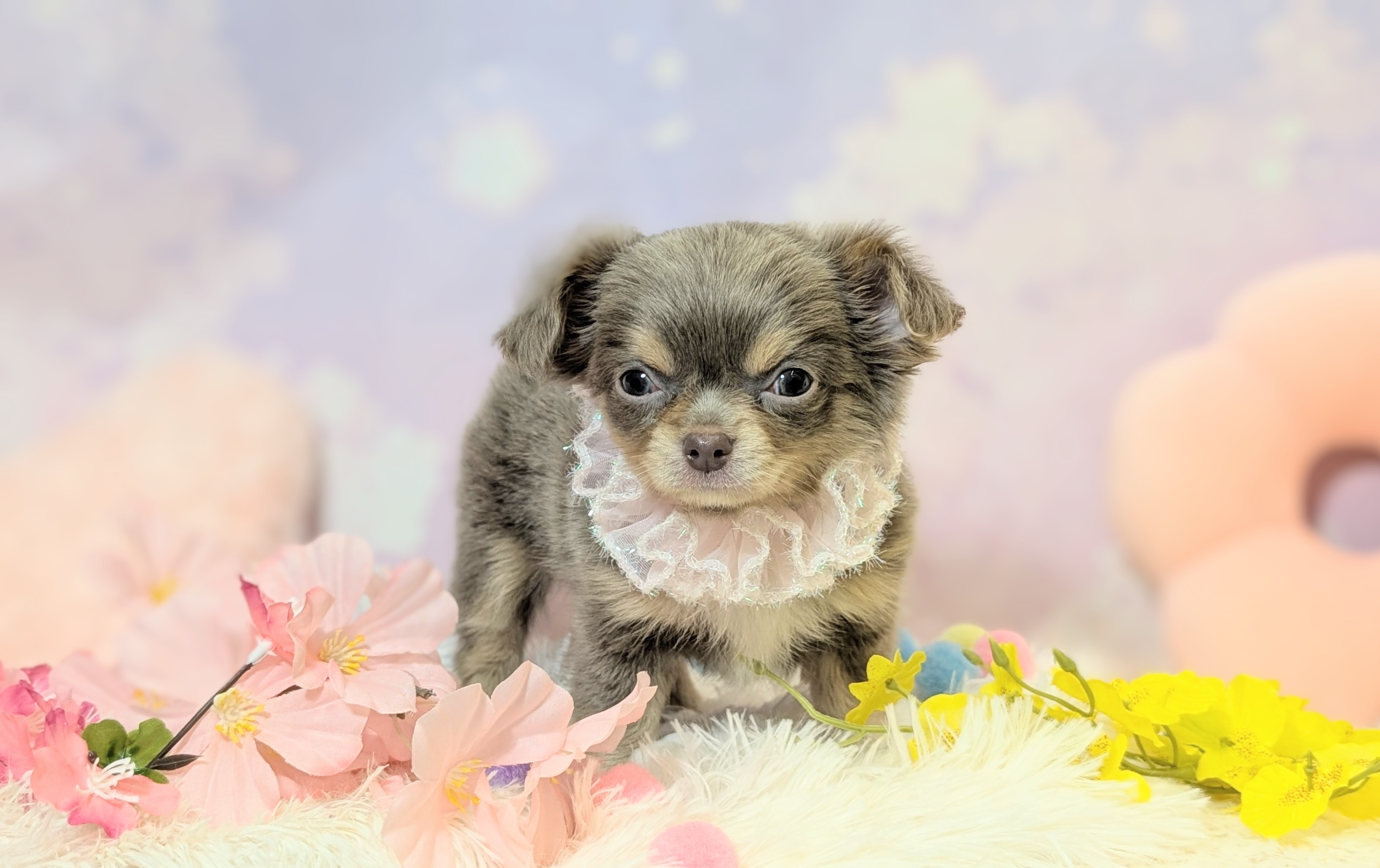 兵庫県のチワワ(ロング) (ペッツワン神戸西神南店/2026年2月10日生まれ/女の子/イザベラタン)の子犬の2枚目の画像