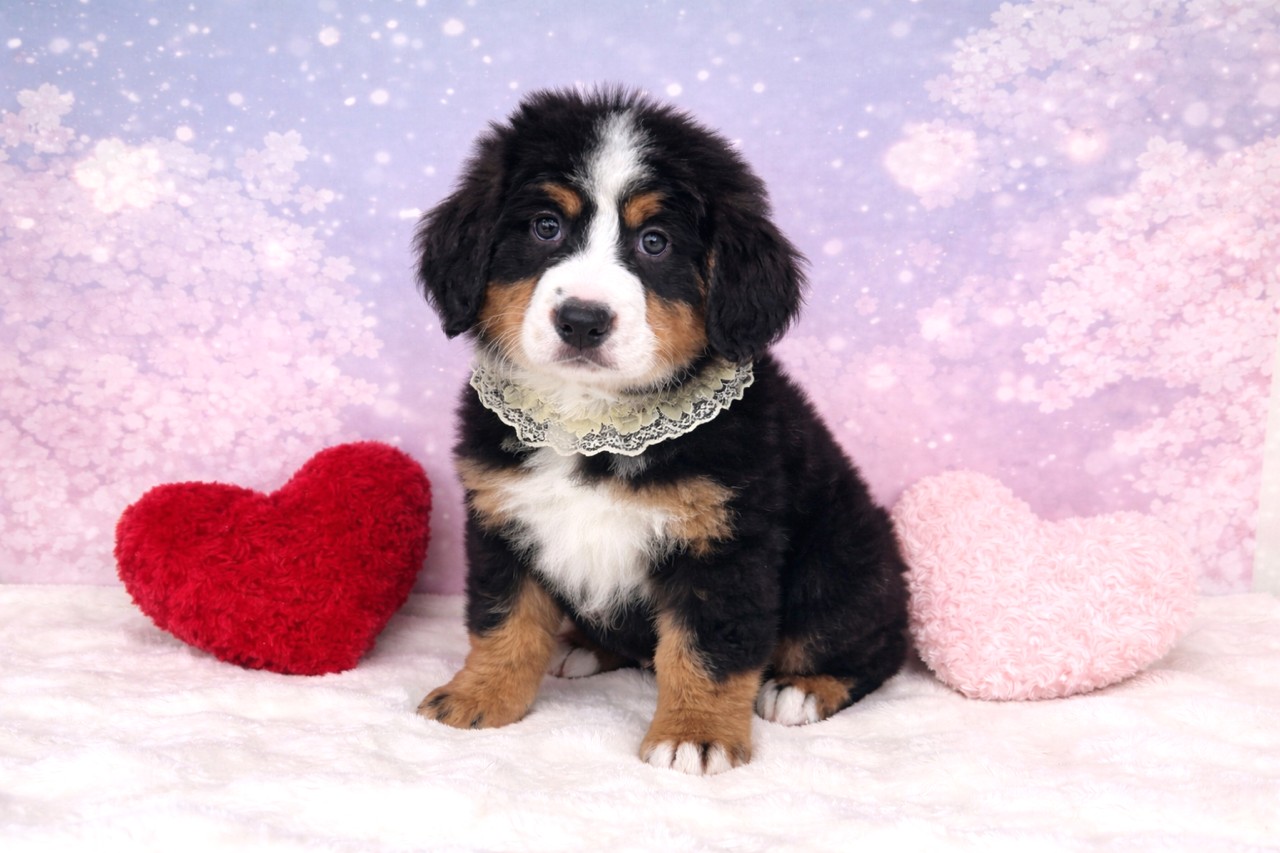 兵庫県のバーニーズマウンテンドッグ (ペッツワン神戸深江浜店/2026年2月12日生まれ/男の子/ブラックラストホワイト)の子犬の1枚目の画像