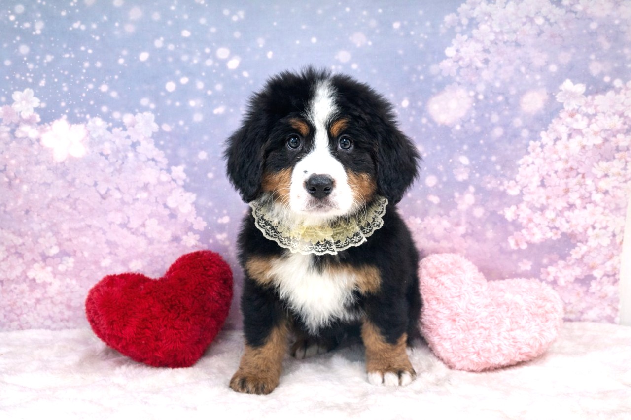 兵庫県のバーニーズマウンテンドッグ (ペッツワン神戸深江浜店/2026年2月12日生まれ/男の子/ブラックラストホワイト)の子犬の2枚目の画像