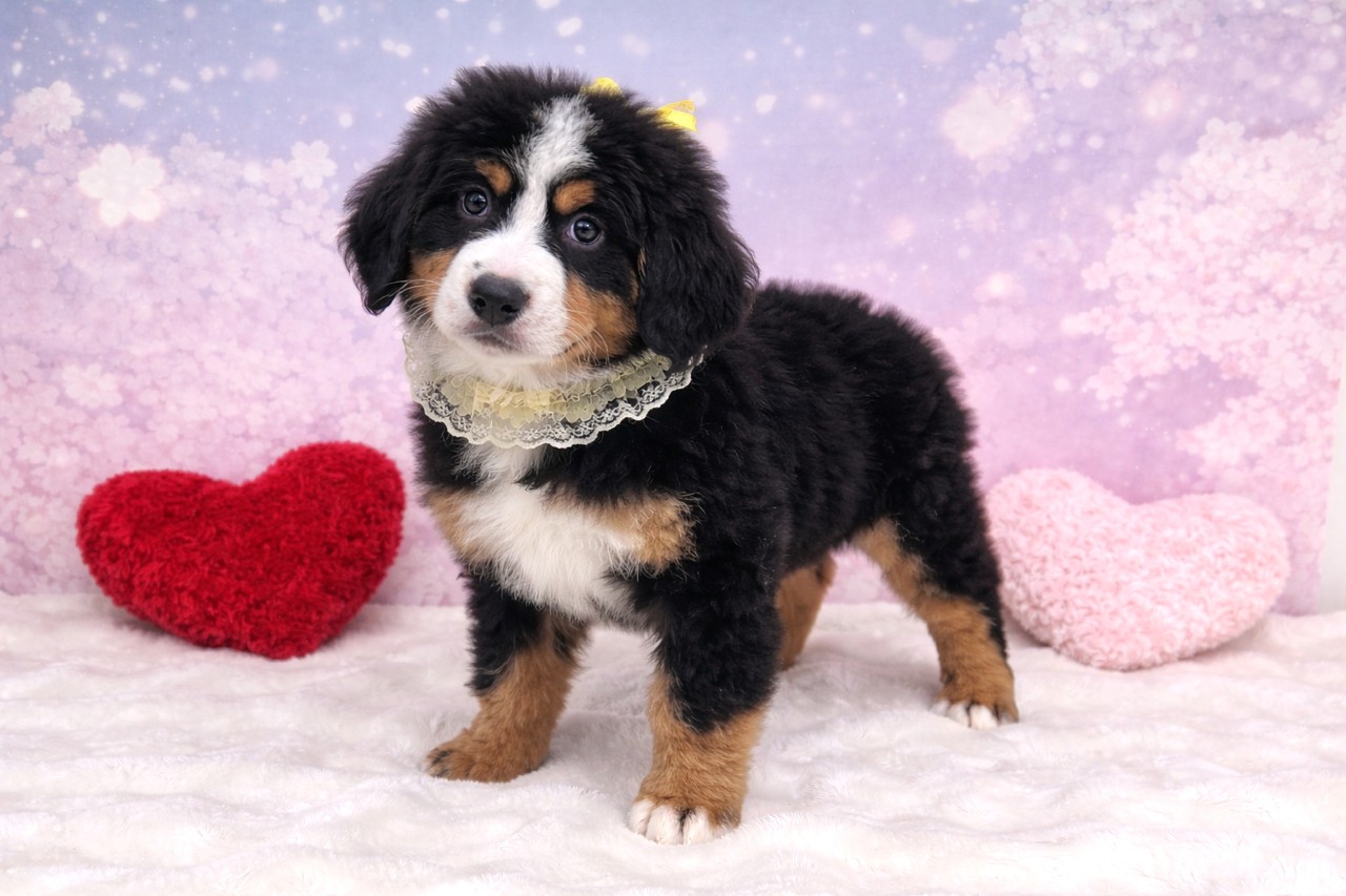 兵庫県のバーニーズマウンテンドッグ (ペッツワン神戸深江浜店/2026年2月12日生まれ/男の子/ブラックラストホワイト)の子犬の3枚目の画像