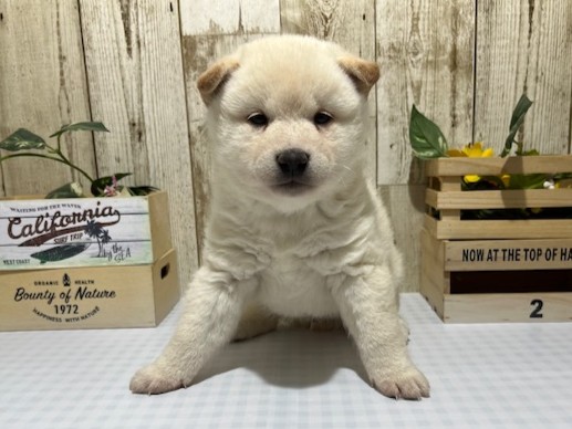 静岡県の柴犬(標準サイズ) (ペッツワン浜松都田テクノ店/2026年2月13日生まれ/男の子/白)の子犬