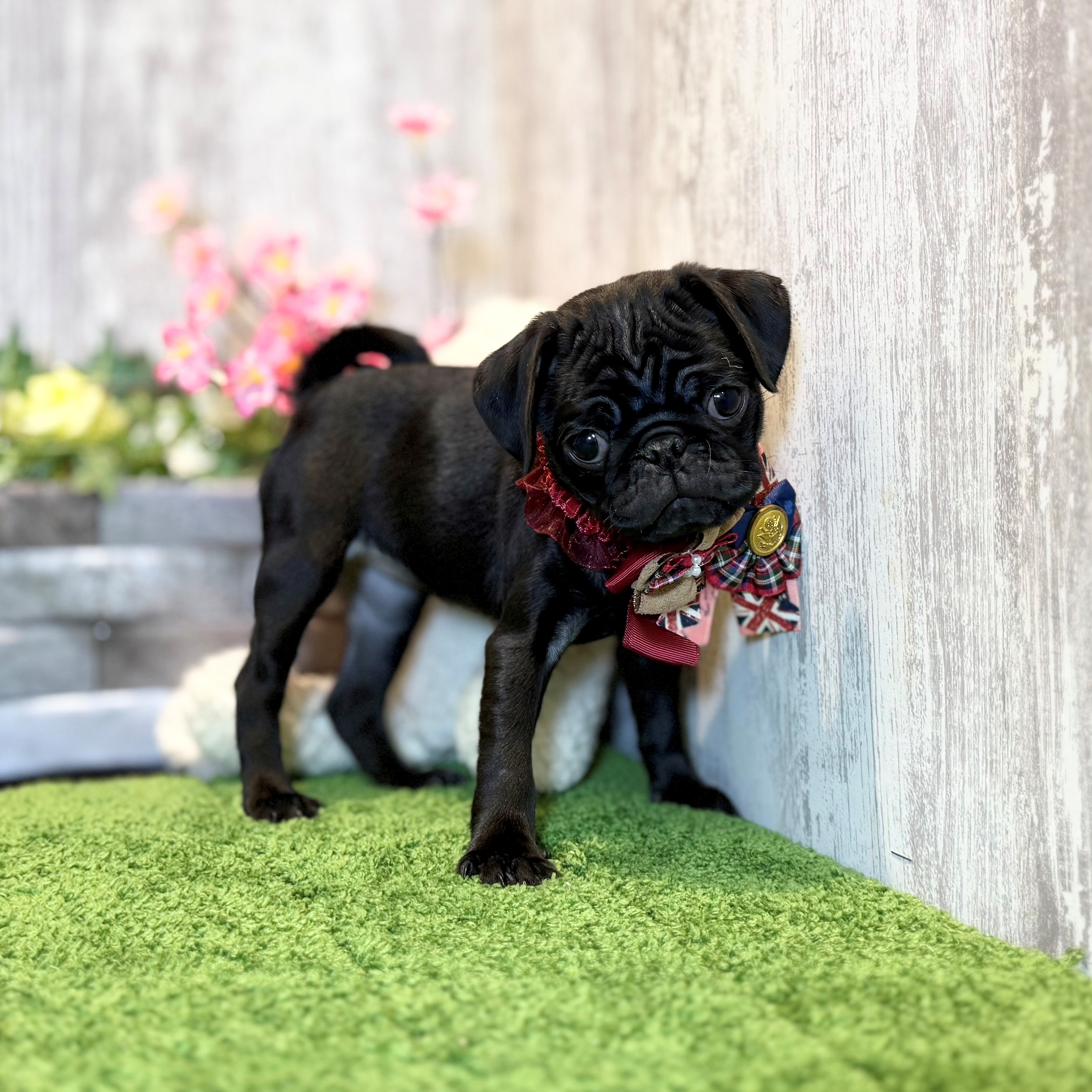 兵庫県のパグ (ペッツワン姫路大津店/2026年2月11日生まれ/女の子/ブラック)の子犬の3枚目の画像