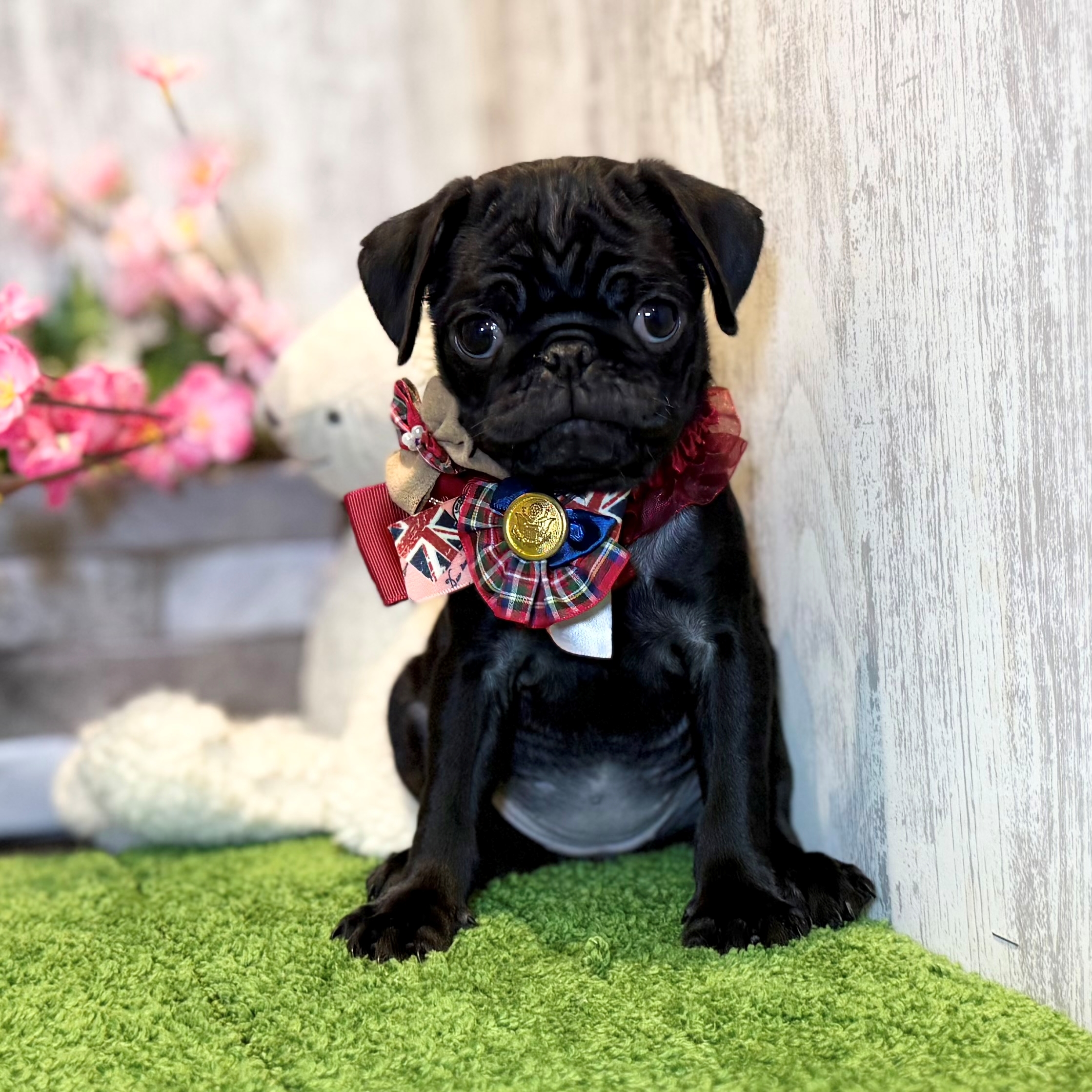 兵庫県のパグ (ペッツワン姫路大津店/2026年2月11日生まれ/女の子/ブラック)の子犬の1枚目の画像