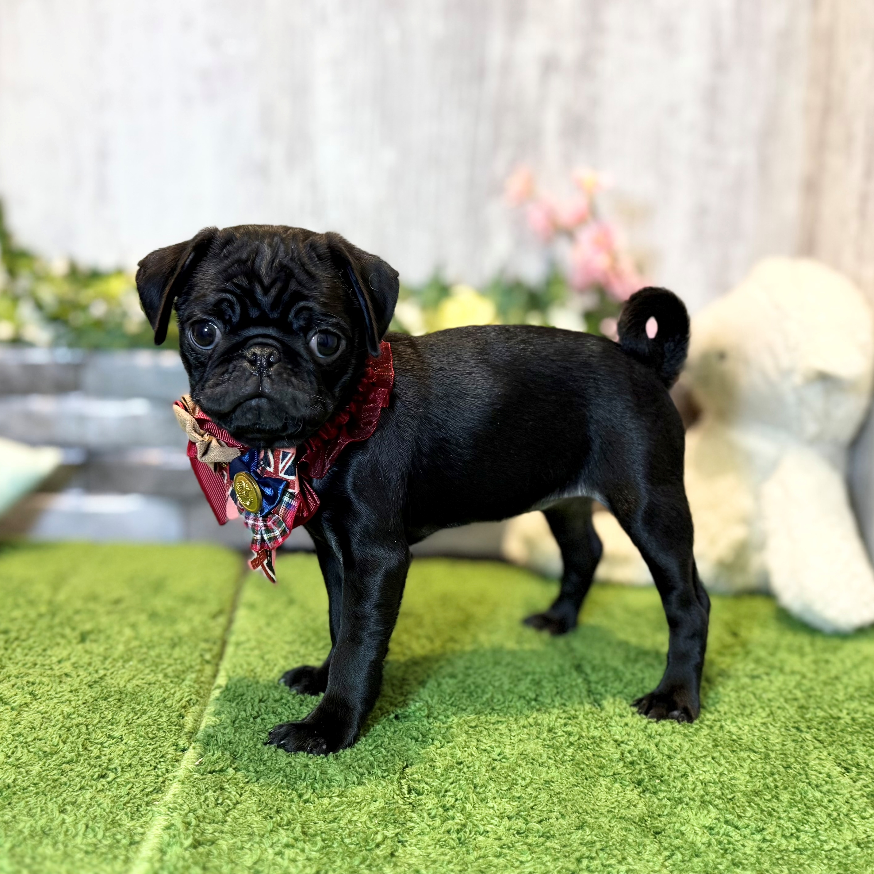 兵庫県のパグ (ペッツワン姫路大津店/2026年2月11日生まれ/女の子/ブラック)の子犬の2枚目の画像