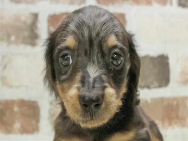 愛知県のミニチュアダックスフンド(ロング) (ペッツワン小牧店/2026年2月15日生まれ/男の子/シルバーダップル)の子犬