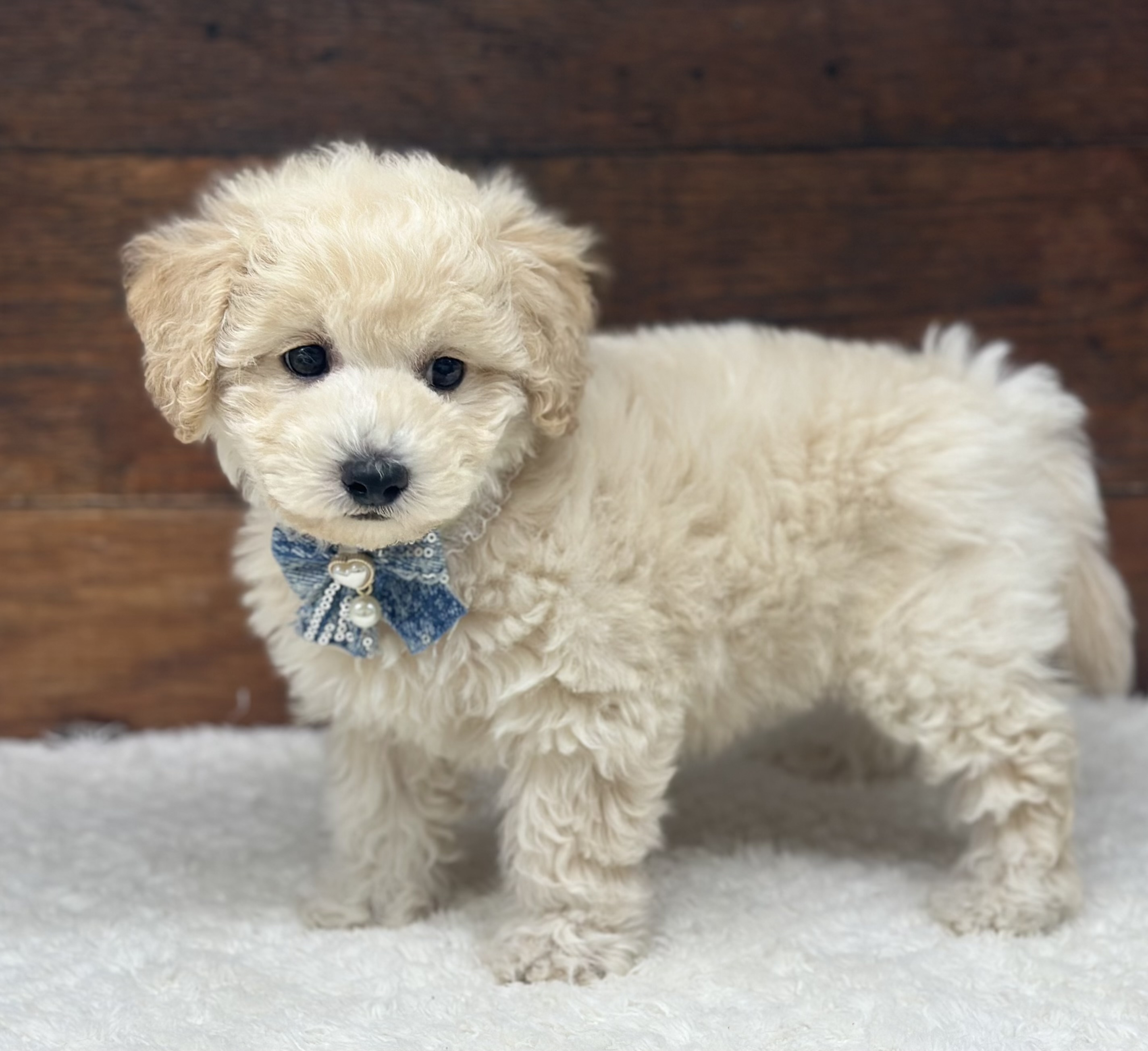 愛知県のハーフ犬・ミックス犬 (ペッツワン名古屋大高インター店/2026年2月3日生まれ/女の子/クリーム)の子犬の2枚目の画像