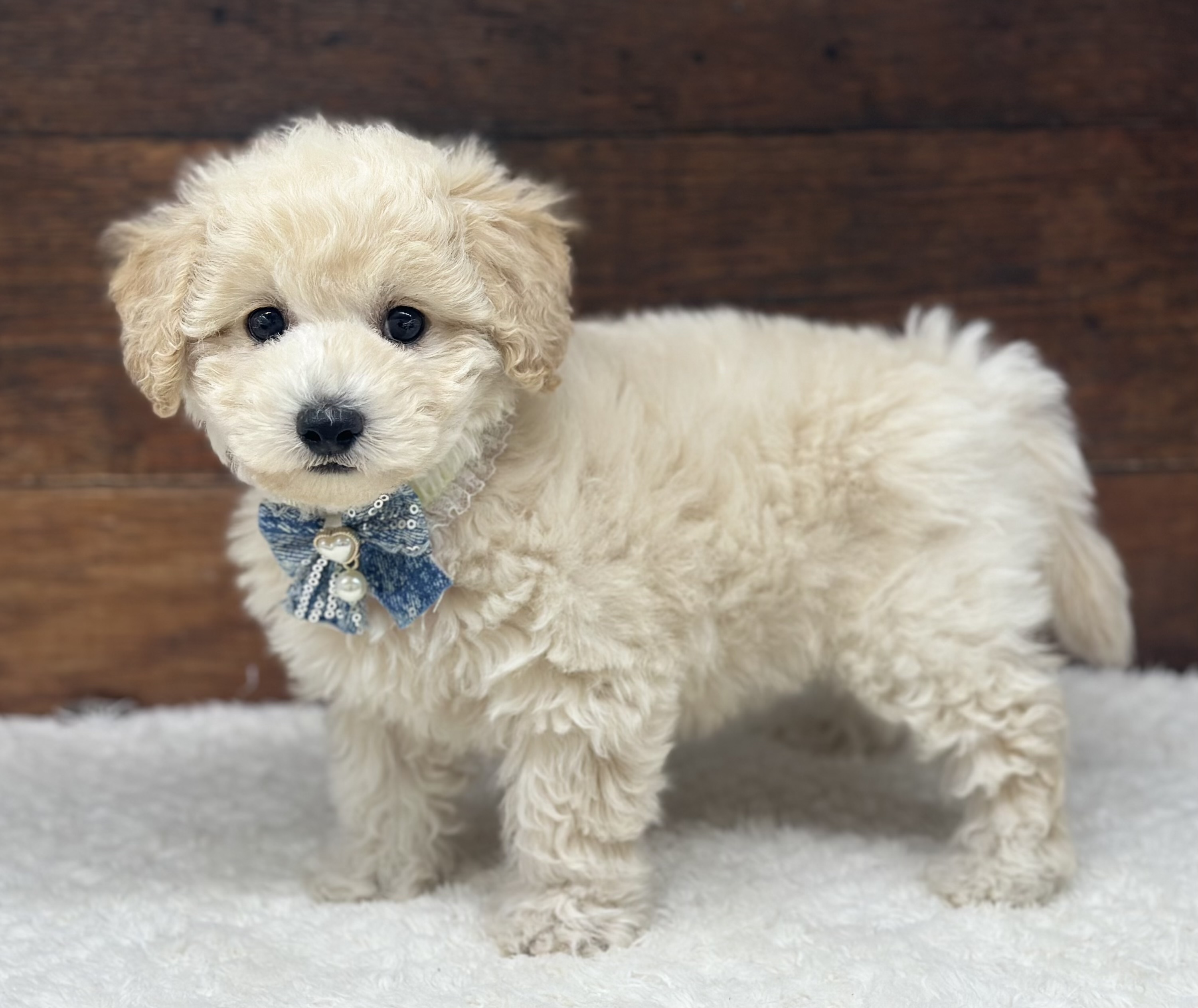 愛知県のハーフ犬・ミックス犬 (ペッツワン名古屋大高インター店/2026年2月3日生まれ/女の子/クリーム)の子犬の1枚目の画像