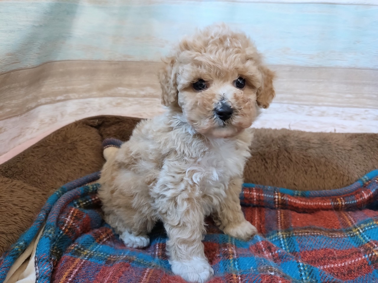 群馬県のトイプードル(トイ) (ペッツワン青柳店/2026年2月8日生まれ/女の子/クリーム)の子犬