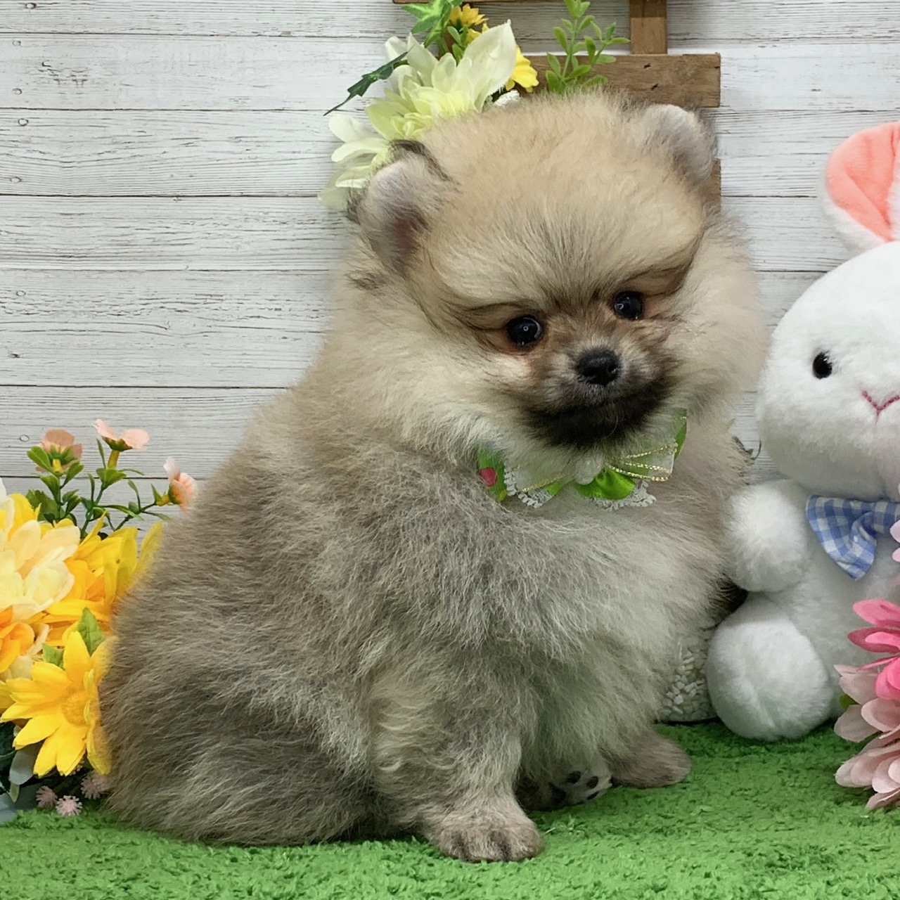 兵庫県のポメラニアン (ペッツワン神戸ひよどり台店/2026年2月12日生まれ/男の子/ウルフセーブル)の子犬の3枚目の画像