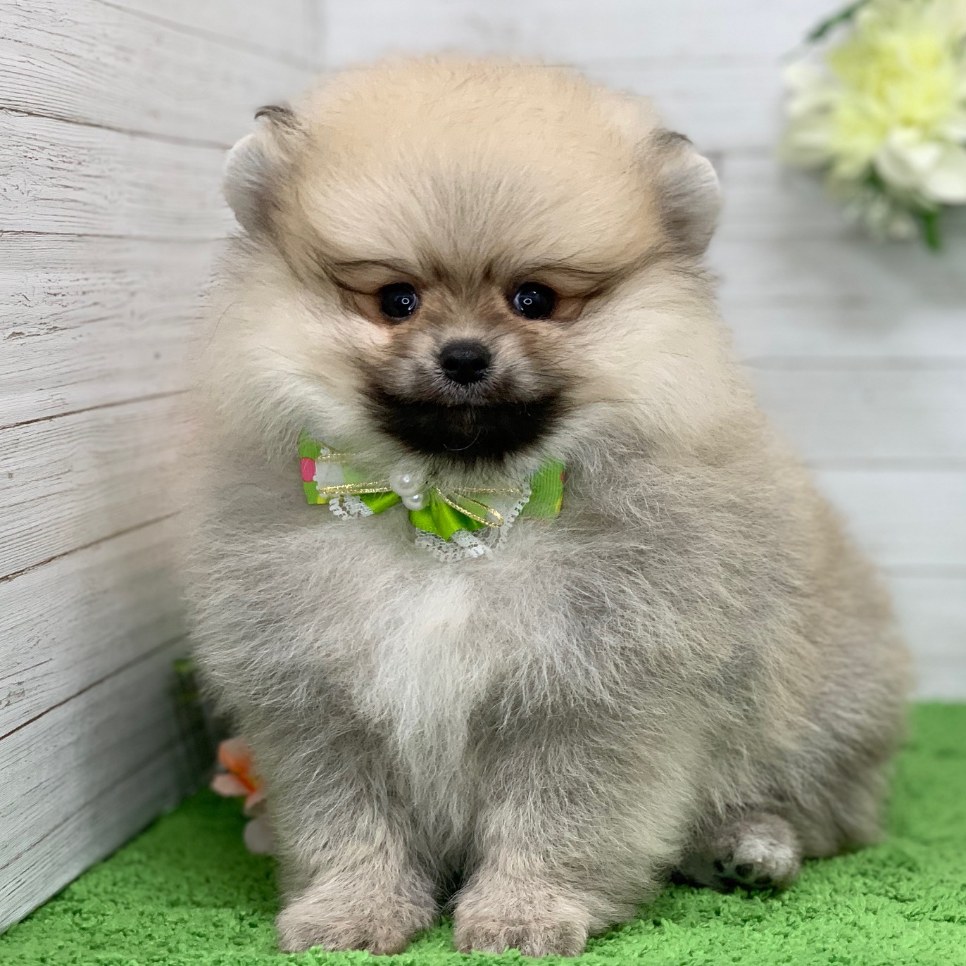 兵庫県のポメラニアン (ペッツワン神戸ひよどり台店/2026年2月12日生まれ/男の子/ウルフセーブル)の子犬の1枚目の画像