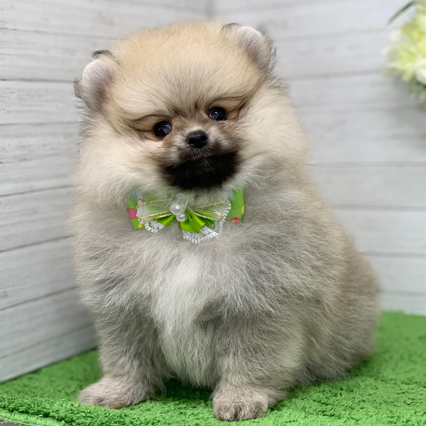 兵庫県のポメラニアン (ペッツワン神戸ひよどり台店/2026年2月12日生まれ/男の子/ウルフセーブル)の子犬の2枚目の画像