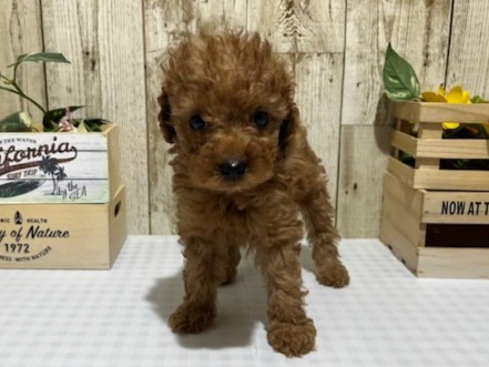 静岡県のトイプードル(トイ) (ペッツワン浜松都田テクノ店/2026年2月14日生まれ/女の子/レッド)の子犬