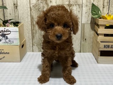 静岡県のトイプードル(トイ) (ペッツワン浜松都田テクノ店/2026年2月13日生まれ/男の子/レッド)の子犬