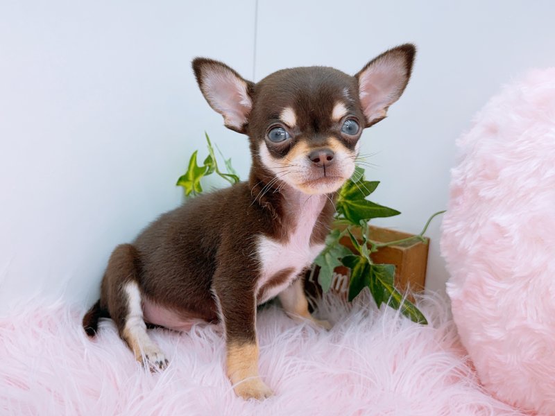 愛知県のチワワ(ロング) (ペッツワン小牧店/2026年2月13日生まれ/男の子/チョコレートクリーム)の子犬