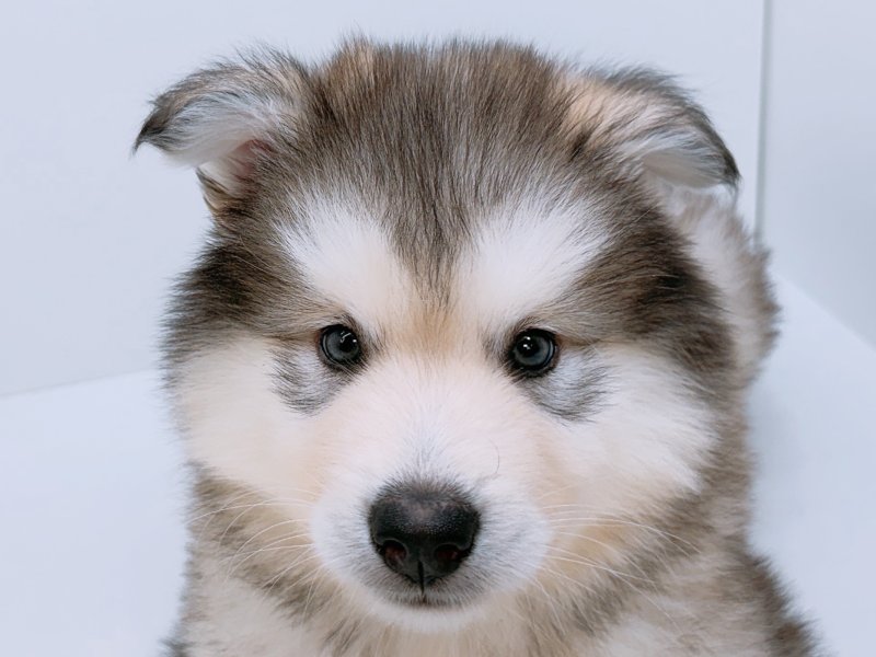 愛知県のアラスカンマラミュート (ペッツワン小牧店/2026年2月13日生まれ/男の子/グレーホワイト)の子犬